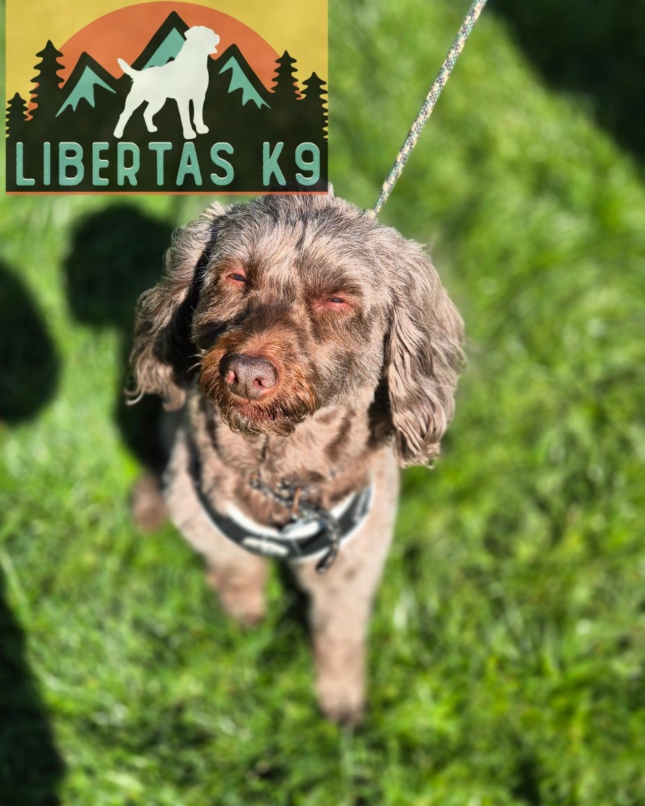 🐾🐶MEET RIPPLE🐶🐾

We had Ripple come and see us for help with loose leash walking and dog  reactivity. 

At the start of the session she was constantly at the end of her lead and was not paying any attention to her owner. 

When we got Shads out to have a look at the reactivity she was very clearly nervous. If he got in close proximity she would lunge and bare her teeth. 

We started off by getting some foundstions in place, working on reward markers, leash pressure and teaching her to tune into her owner a little more.

She picked this up really quickly so we then got to work on the loose leash walking. As we had been working on leash pressure it didnt take much at all to get her walking nicely by her owners side. 

Next we got Shads back out and taught her how to disengage from the dog snd also work on building her confidence up around another dog. 

During the session we also covered muzzle training as it highly likely she would snap at a dog and once we have worked on building her confidence up with a reasonable distance we will then bring her closer to Shads but in order to do this its safer that she is muzzled to prevent any problems. 

We can then work on resocialising her and building her confidence up but safely. 

#dogs #dogtraining #northeastdogtraining #looseleashwalking #dogreactivity #dogsofınstagram 
#doglovers 
#libertask9