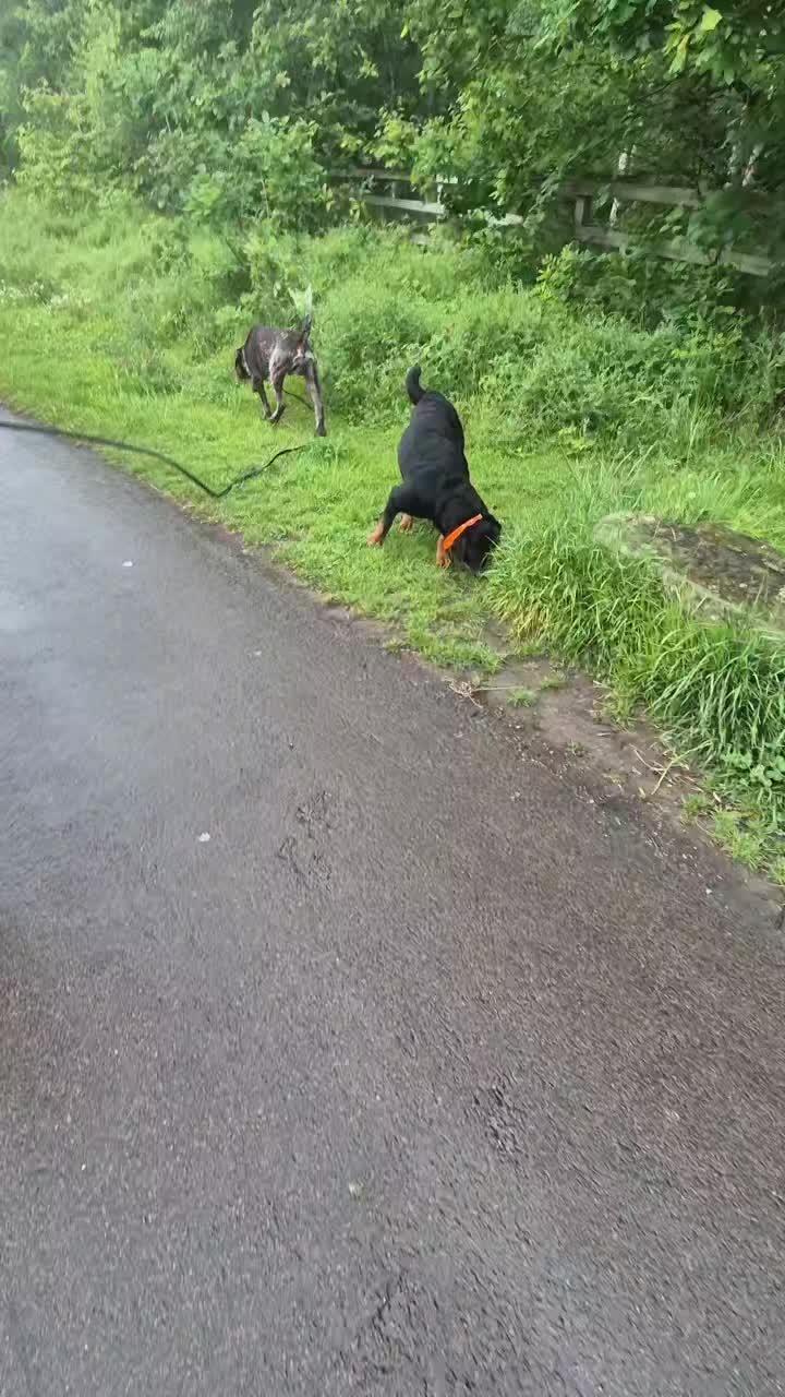 🌟🐾GOOSE'S PROGRESS🐾🌟

Goose originally came to us for help with loose leash walking, recall, confidence in his environment and dog reactivity. 

Today's session making great decisions around Shads. 

This would have been made harder because both boys are intact but Goose smashed it. 

We are plugging away at his recall but that is a lot of repetition and we continue the work on building confidence. 

Awesome work! 

#dogs #dogtraining #northeastdogtraining #looseleashwalking #dogreactivity #dogsofınstagram 
#doglovers 
#libertask9