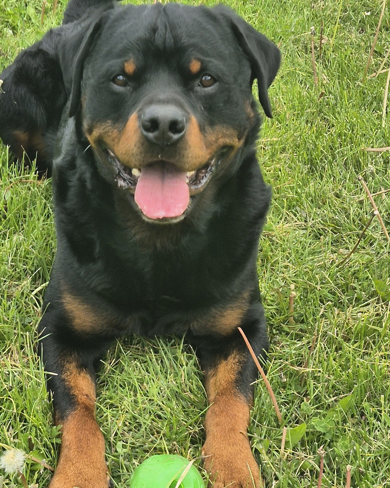 ☀️🥵THIS WEEK'S APPOINTMENTS🥵☀️

I will likely be rescheduling most of this weeks appointments due to the heat. I will contact everyone individually to advise. 

This will likely be around 24hrs prior to the appointment so I can see what the forecast looks like further ahead. 

#dogs #dogtraining #northeastdogtraining #looseleashwalking #dogreactivity #dogsofınstagram 
#doglovers 
#libertask9