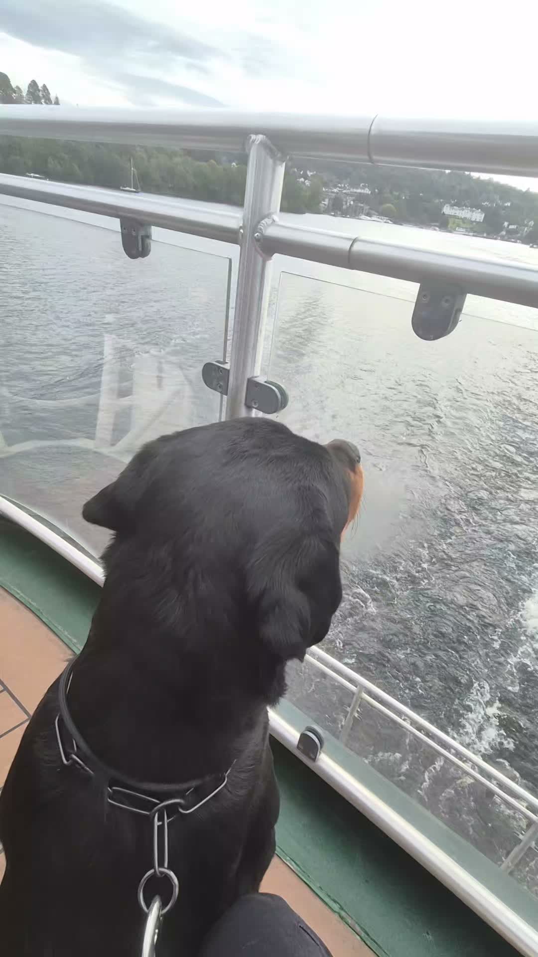 🖤🚢🚢BOAT TRIP WITH SHADS & DASH🤎

This was the first time the boys had been on a boat. 

What you can see from the 1st half is they are alert, looking around and figuring it out. 

There isn't any stress from either dog just a normal repsonse to something new. 

The 2nd part of the video is on the trip back. You can see both boys are completely relaxed and chilled out. 

This is why correct exposure is so important, they both got a good experience on the 1st trip out so the 2nd time it was no different to sitting on grass. 

Apart from all of this. They had an awesome trip out.

#dogs #dogtraining #northeastdogtraining #looseleashwalking #dogreactivity #rottweiler  #dogsofınstagram 
#doglovers 
#libertask9