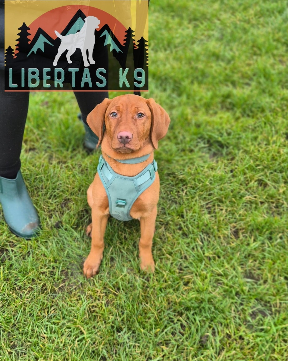 🐕🐶MEET LENA🐶🐕

We had this lovely girl come and see us. Her owners booked in for our Puppy Package. 

Lena is a Lab x Viszla and her personality and how she behaves is a perfect mix. Great food drive, willing to learn, bags of energy and drive. 

Her owners weren't having any specific problems as such but they wanted to make sure they were doing everything correctly. 

Lena really loses her attention span outside and didn't pay a lot of attention to her owners. She is a young pup so will find new environments distracting but we want her to be able to go anywhere and settle easily.

During the session we started covering the foundations and ways to help keep her tuned in more. 

Lena had previously been walked on a harness so we swapped her over to a flat collar and taught her leash pressure and worked on ensuring she didn't throttle herself. 

As they continue through the package we will work on getting all the basics in place and help her grow into a well rounded dog. 

#dogs #dogtraining #northeastdogtraining #looseleashwalking #puppytraining  #dogsofınstagram 
#doglovers 
#libertask9