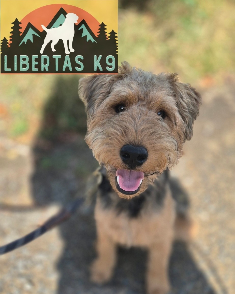 🐶👅MEET WILF👅🐶

We had this beautiful boy come and see us. His owner booked in to get help with recall, resource guarding around other dogs and general obedience. 

Wilf is a Welsh Terrier Puppy and is very typcial of the breed. Hes full of energy and drive but lots of fun to train. 

Like all Terriers Wilf wants to chase anything that moves and has a high prey drive, this can make things like recall challenging. He didn't like other dogs near him when he had a toy or food and his obedience needed brushing up a bit. 

We started off by working on building better engagement, whilst incorporating basic obedience and a marker system. 

Next we covered how to work around him resource guarding when another dog is near, this isn't uncommon in dogs and if dealt with correctly really easy to prevent a conflict. 

We finished off by tapping into Wilf's prey drive by playing with him, this will build a better relationship with his owners, will help teach him a reliable drop (out), utilise play as a reward for recall and as we build we can work on impulse control. 

#dogs #dogtraining #northeastdogtraining #looseleashwalking #welshterrier  #dogsofınstagram 
#doglovers 
#libertask9