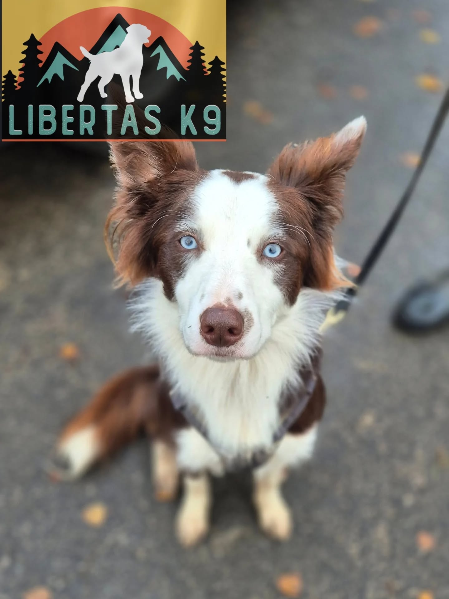 🐕🐶MEET BENI🐶🐕

We had this super sweet boy come and see us. His owner booked in for help with dog reactivity. 

Beni is a lovely boy but when seeing a dog he would lunge and bark which made it really tricky to walk him. 

During the session we tightened up his leash walking, incorporated a reward system and worked on better focus with his owner. 

We got our boy out for him to work around and by the end he was ignoring him and walking on a loose leash. 

The problems are far from fixed but heading in the right direction. We can work further on all of this at the next one. 

dogs #dogtraining #northeastdogtraining looseleashwalking dogreactivity dogsofınstagram 
doglovers 
#libertask9