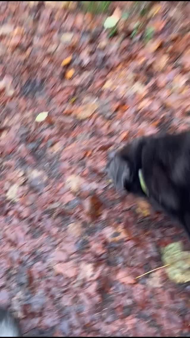 👏FANTASTIC LOKI👏

Loki's owner sent this across. The Viszla in the video does not belong to them and they have no idea who he is. 

The owner could not call her dog back and it proceeded to follow Loki and his owner for a good 15 minutes and the owner was no longer in sight. 

I cannot be any prouder of how Loki and his owner handled this situation. He was once reactive, had no recall himself and then on lead pulled like a train. But what a different dog he is now. 

His owner was out enjoying an off lead walk with him when this dog and ignorant owner showed up. 

The lack of control people have of their dog is scary and dangerous. 

So proud of you guys, absolutely phenomenal work 👏 

dogs #dogtraining #northeastdogtraining looseleashwalking dogreactivity dogsofınstagram 
doglovers 
#libertask9