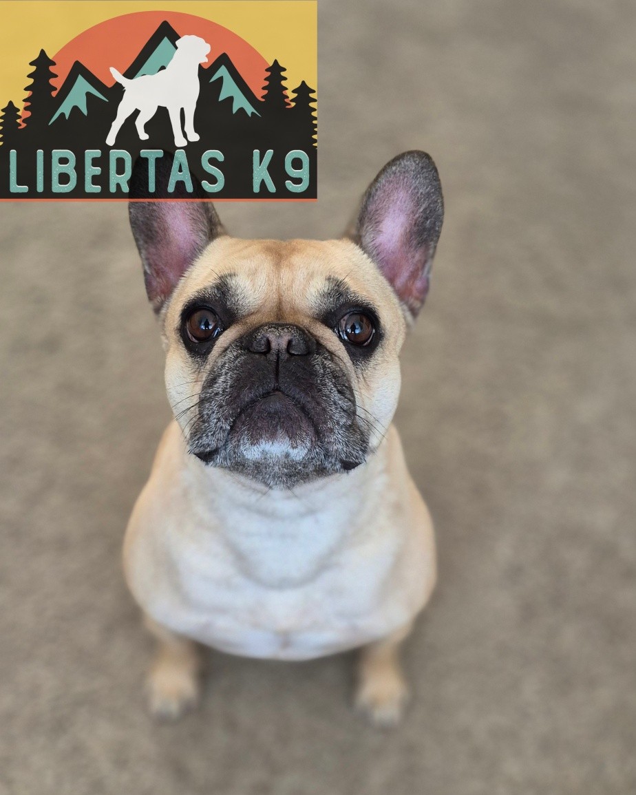 🐾🐶MEET MILLIE🐶🐾

We made a home visit to see this sweet girl. Her owners needed help with behaviour around the home. Loose leash walking and dog reactivity. 

When Millie's owner tried to leave the room and close the door Millie would get stressed and start barking at her. When trying to hoover she would try and attack the hoover, react at the window and various other issues within the home. 

The main thing that they all had in common is she was stressed and didn't know how to handle what was happening. 

We got to work on desensitising her to all that she struggled with and create some boundaries as she was also very pushy when wanting attention. 

We will look at the lead walking and work on the issues around dogs on tbe next one as Millie had had enough for the day so we can continue the good work next time. 

#dogs #dogtraining #northeastdogtraining #frenchbulldog  #looseleashwalking #dogreactivity #dogsofınstagram 
#doglovers 
#libertask9