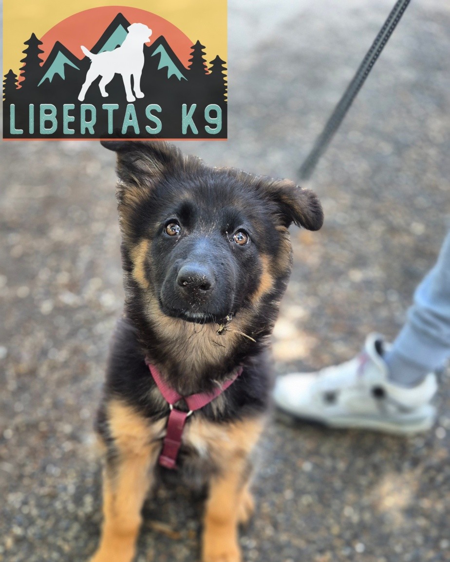 🐶🐾MEET LARA🐾🐶

We had this lovely girl come and see us for puppy training. Her owner had done some great work with her teaching her the basics but wanted to get the very best out of her. 

During the session we covered correct socialisation, to create a well balanced neutral dog. We went through how to teach leash pressure to prevent her pulling as she gets more confident, timings of reward markers and building engagement. 

These guys have signed up to our Puppy Course so we can continue building this lovely girl. 

Great session with a very sweet pup and dedicated owner 👌

#dogs #dogtraining #northeastdogtraining #looseleashwalking #puppytraining #germanshepherd #germanshepherdsofinstagram #germanshepherdpuppy  #dogsofınstagram 
#doglovers 
#libertask9