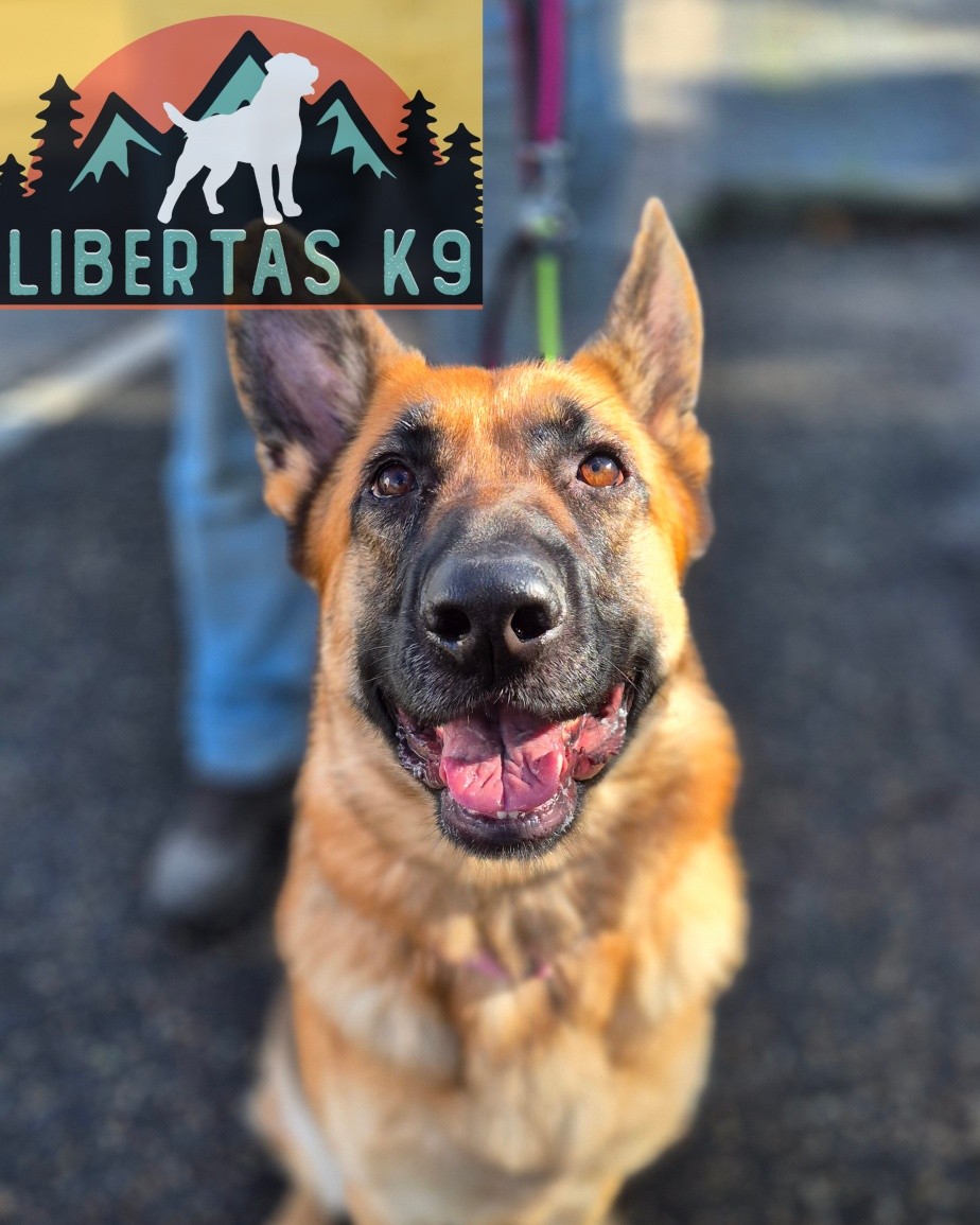 👅🐾MEET NALA🐾👅

We had this lovely girl come and see us. Her owners have been struggling with loose leash walking, occasional dog reactivity, reactivity towards people when being petted and recall. 

We started off the session by getting her more relaxed and happy to be handled by me so I could demonstrate what to do. To do this we worked on play to build trust and her gain more confidence. During this we also covered the best way to use play to build a better relationship and also so we can use this as reward further down the line.
When Nala's owners tried to walk her she would pull like a train and occassionally kick off at dogs. 

The reactivity towards dogs very much depended on what the other dog did, if the dog ignored her she wasn't bothered but if the dog reacted at her she would react back. To sort this we just need to change her emotional response to reactive dogs 

For nice heel walking we worked on reinforcing the heel position and coupling this up with leash pressure so she understood not to pull through the lead.

Nala did really well with all of this. We then had her walking around a new area to see how she got on and she did brilliantly. Still lots to cover but a great start.

For the human reactivity, we need to take this slowly, her to build trust in her owners and build trust in strangers but how quickly she changed her attitude towards me she is off to a great start. 

She was happy being handled, played with, petted and talking rewards in no time at all by me. 

#dogs #dogtraining #northeastdogtraining #germanshepherdsofinstagram #germanshepherd  #looseleashwalking #dogreactivity #dogsofınstagram 
#doglovers 
#libertask9