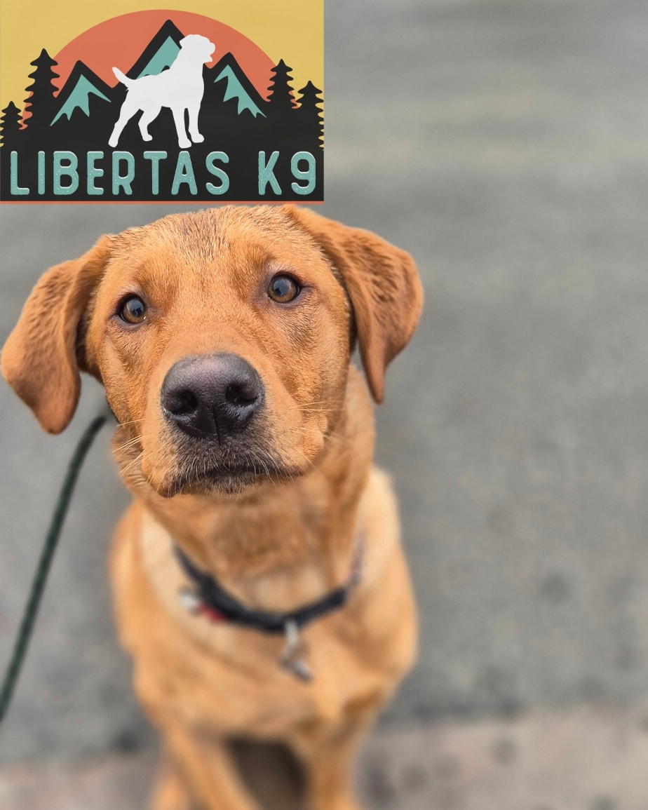 🐕🐶MEET CHESTER🐶🐕

We had this gorgeous boy come and see us. His owner got in touch with us for help with loose leash walking and over excitement around people and dogs. 

His owner has got some really nice foundations in with him but hit a wall once he got bigger and stronger. 

Chester is a very typical adolescent Labrador. He's a lovely boy and full of life but would dart about on the lead and launch towards people and dogs. 

We started the session off by working on some basic obedience whilst introducing a reward marker.

His obedience is nice but he relied on a lure or a bribe of food to do as asked but he is fully capable of doing what we asked him to do so we pushed him on a bit so he listened to what we wanted him to do. 

Next worked on his loose leash walking, coupling this with strengthening the heel command, leash pressure and a bit of movement so he started following his owner rather than pulling ahead. 

We finished off by getting Shads out for Chester to work around. As soon as he saw him he would just fixate and if Shads got close enough he would launch towards him. 

We worked on breaking his fixation and teaching him to ignore. He picked this up really quickly so we had Shads off lead running about as a distraction but Chester still chose to ignore and engage with his owner. 

Next session we will working on proofing the behaviours taught by adding more distractions gradually and random dogs. 

#dogs #dogtraining #northeastdogtraining #looseleashwalking #dogreactivity #dogsofınstagram 
#doglovers #labrador #labradorsofinstagram 
#libertask9