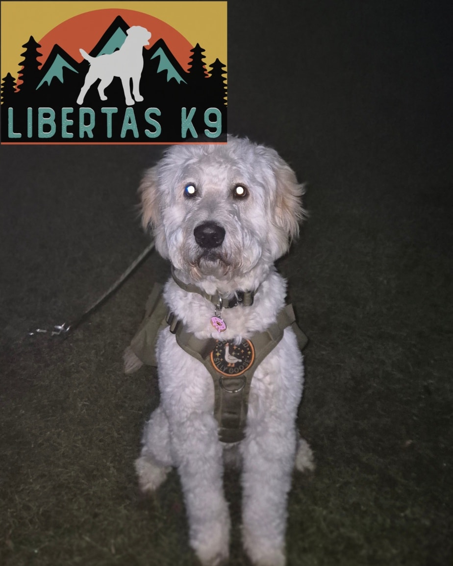 🐕🐶MEET HUDSON🐶🐕

We had this handsome boy come and see us. His owners got in touch for help with loose leash walking, over excitement around people/dogs and general bratty behaviour. 

Hudson is a lovely lad, he has the friendliness of the Golden Retriever and the energy of the Poodle in him. 

When walking on the lead he would pay no attention to his owner, if a person or dog was near he would bounce around trying desperately to get to them. When unable to get attention he would jump up at his owners, mouth, grab the lead or do anything he could to get any form of attention. 

We started off the session by working on some foundations, Hudson has nice obedience but only when he chooses to listen so we taught him that it was not optional and by doing as asked it would be rewarding to do so. Very quickly he realised it was far more fun and rewarding doing as asked. 

Next we worked on loose leash walking. We worked on teaching him the heel position, worked on leash pressure and rewarded for being in the correct position. 

We finished off by getting Shads out and had him walking around calmly, paying attention to his owner and disengaging from Shads. He did brilliantly and was a lot more relaxed and not bouncing at the end of his lead. 

During the session we also discussed some issues they were having in the house and how to work on them by utilising some of the techniques learnt in the session. 

#dogs #dogtraining #northeastdogtraining #looseleashwalking #dogreactivity #dogsofınstagram 
#doglovers 
#libertask9