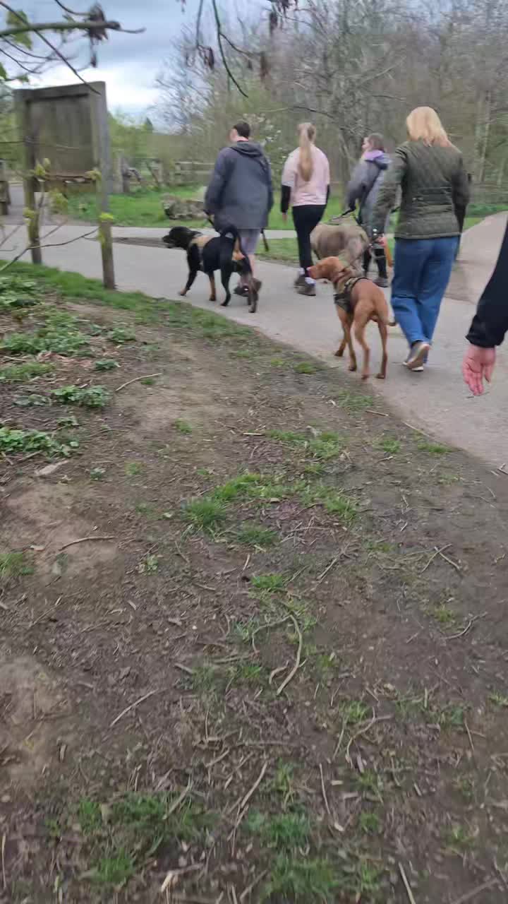 🐾👅GROUP WALKS👅🐾

Last night's group walk dogs smashing it! 

Almost every dog here has been working through reactivity and are now able to come on group walks to further work on remaining neutral around other dogs.

To attend a group walk thr dog must have first had 1-1 sessions to work on the issues. 

Great work everyone 👌

#dogs #dogtraining #northeastdogtraining #looseleashwalking #dogreactivity #dogsofınstagram 
#doglovers 
#libertask9
