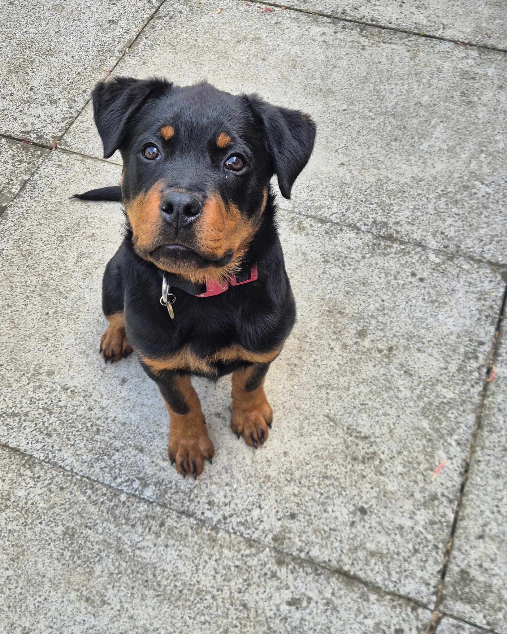 🐾🖤NEWEST MEMBER OF THE TEAM🤎🐾

Meet Dash, the newest member of the Libertas K9 Team. 

He will be learning the ropes for a while before making an appearance in sessions but he is a super pup and lots of fun 🥰

#dogs #dogtraining #northeastdogtraining #rottweilerpuppy  #dogsofınstagram 
#doglovers 
#libertask9