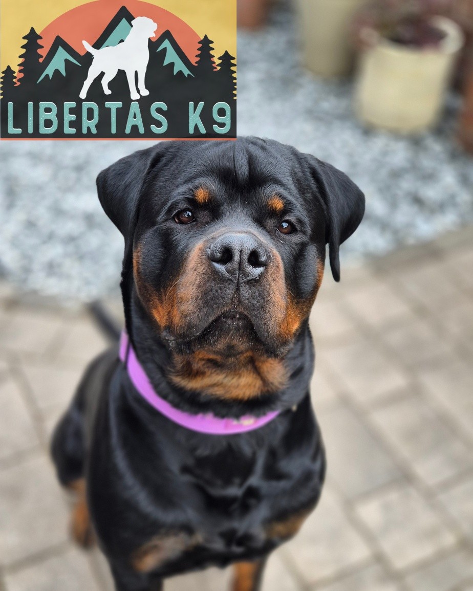 🖤🤎MEET PRADA🖤🤎

We made a home visit to see this gorgeous girl. Her owner got in touch as she needed help with loose leash walking and dog reactivity. 

Prada already has some nice foundations in so we worked on strengthening those to get her paying more attention. 

Next we got to work on leash pressure. She picked this up really quickly and was walking nicely. 

This of course doesn't mean her walking is fixed as this needs to be repeated numerous times and under various distractions. 

Prada is currently in season so we will be working on the dog reactivity at the next one as it wouldn't be fair to expect too much from her in her first session is she is hormonal. 

#dogs #dogtraining #northeastdogtraining #looseleashwalking #dogreactivity #dogsofınstagram 
#doglovers 
#libertask9