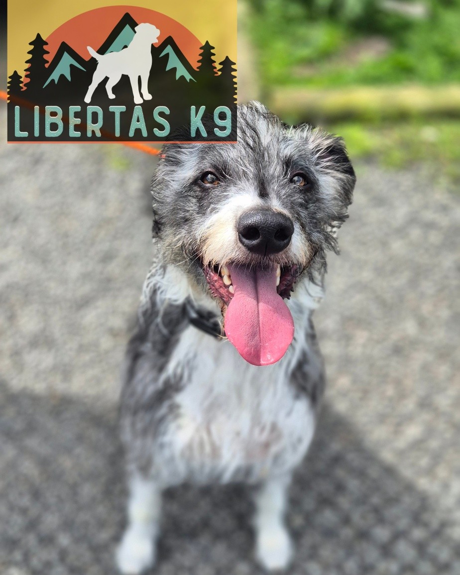 🐕🐾MEET RUDY🐾🐕

We had this lovely lad come and see us. His owner got in touch for loose leash walking and dog reactivity. 

Rudy was very strong on the lead and when seeing a dog would bark and lunge. This was purely out of nerve  with a bit of frustration mixed in. 

We started off by teaching him a reward and marker system then working on leash pressure. 

He picked all of this up super quickly so we moved on to his reactivity. Rudy would fixate and stalk before reacting so we worked on breaking his fixation and rewarding when he disengaged. 

Once he understood what was expected he started to make better choices so we tried him around some other dogs and he did brilliantly. 

We will need to work on this further to get him as neutral as possible.

#dogs #dogtraining #northeastdogtraining #looseleashwalking #dogreactivity #dogsofınstagram 
#doglovers 
#libertask9