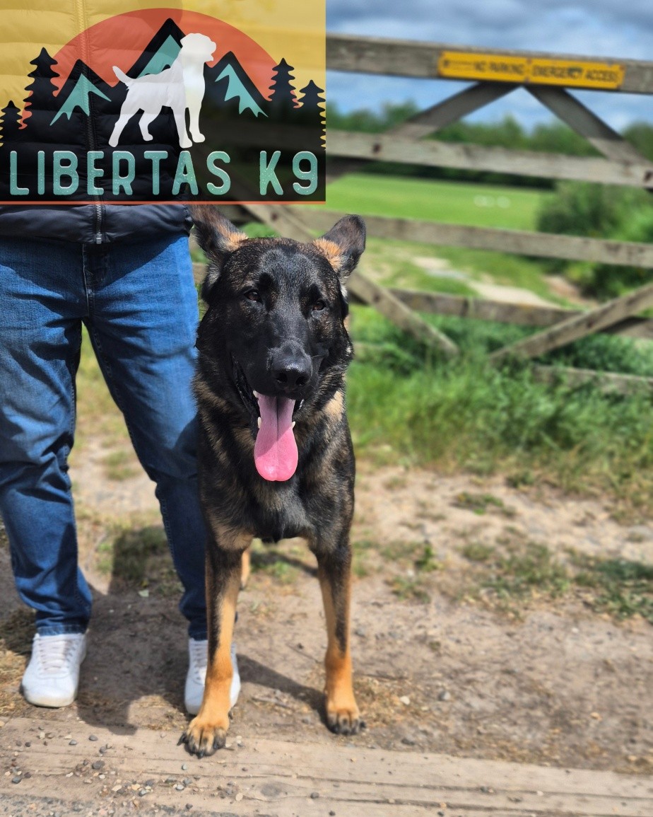 👅🐾MEET LENNOX🐾👅

We had a fantastic session with this gorgeous boy. 

Lennox came to us with no major issues but his owners wanting to do more with him. 

He has fantastic training and is a nicely well rounded boy. But his owner wants to get him to a higher level of obedience and do more to get him using his brain. 

During the session we introduced reward markers so we can signal when he has done the right thing and used a food lure to be able to lure him into a focused heel and teach him a sports heel position. 

Next we went through how to start teaching him tracking as his owner might go down the sporting route with him but if nothing else it is good training for him to get him using his brain. 

We finished off by going through ways to use play as a reward and how to play appropriately with him that is both fun for him and his owners. This can be used later down the line to substitute the food for a toy. 

#dogs #dogtraining #northeastdogtraining #germanshepherdsofinstagram #germanshepherd  #dogsofınstagram 
#doglovers 
#libertask9