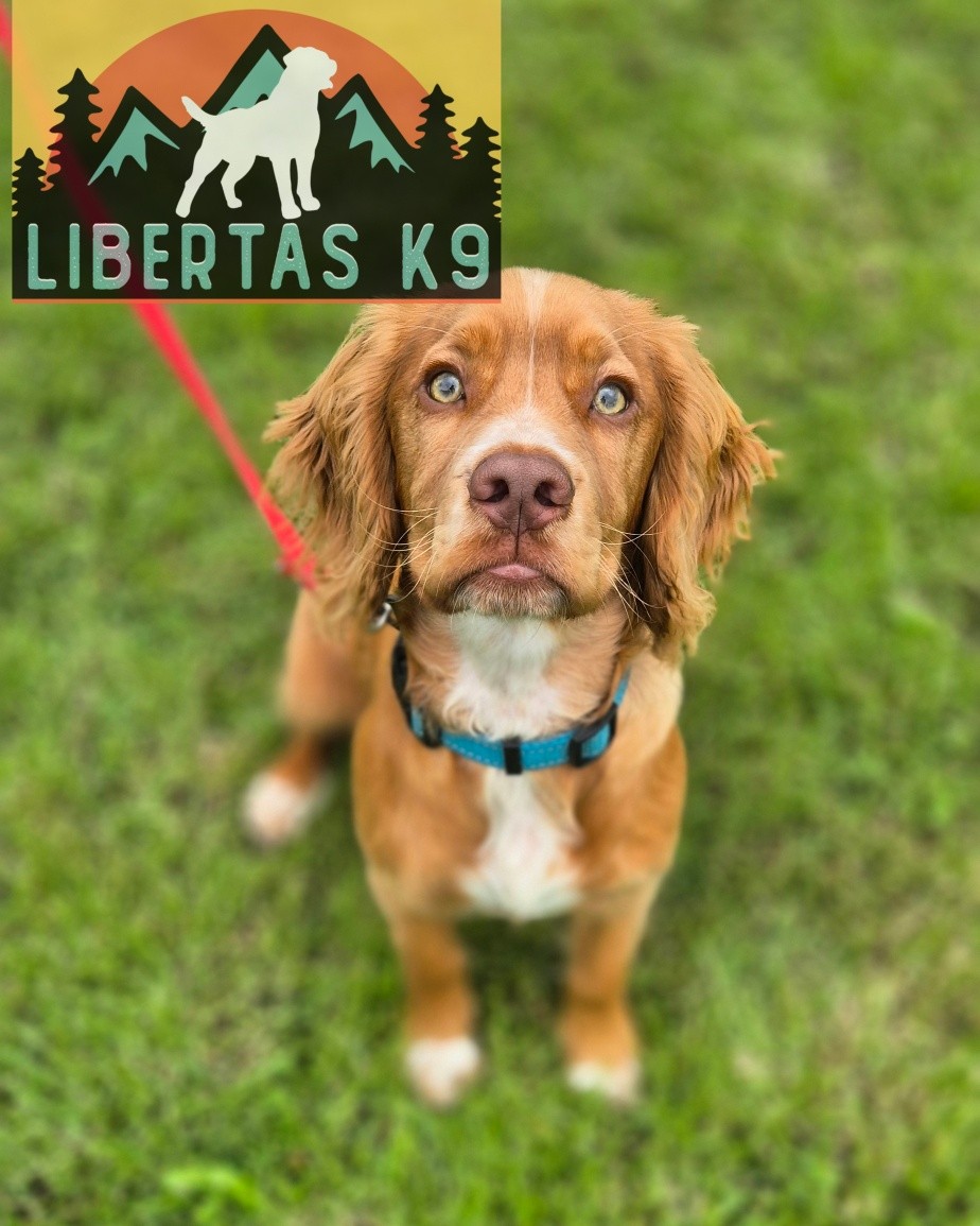 👅🐾MEET BAILEY🐾👅

We had this beautiful boy come and see us. His owners were struggling with loose leash walking, recall and focusing around distractions. 

Bailey is a typcial spaniel and is just into everything. He wants to sniff everything and pulls to get there. 

When people are around he gets so excited and ends up on his back legs to try and get to them and doesn't listen to his owners. 

We started off the session by going through reward markers, how to utilise his food. He has a super food drive so we can use this in training and make his owners more valuable to him. 

Next we covered leash pressure and how to start introducing the correct heel position and to listen to the lead. 

Finally we went through how to keep his focus more around distractions and to get him out and about and work on obedience. 

#dogs #dogtraining #northeastdogtraining #looseleashwalking #cockerspaniel  #dogsofınstagram 
#doglovers 
#libertask9