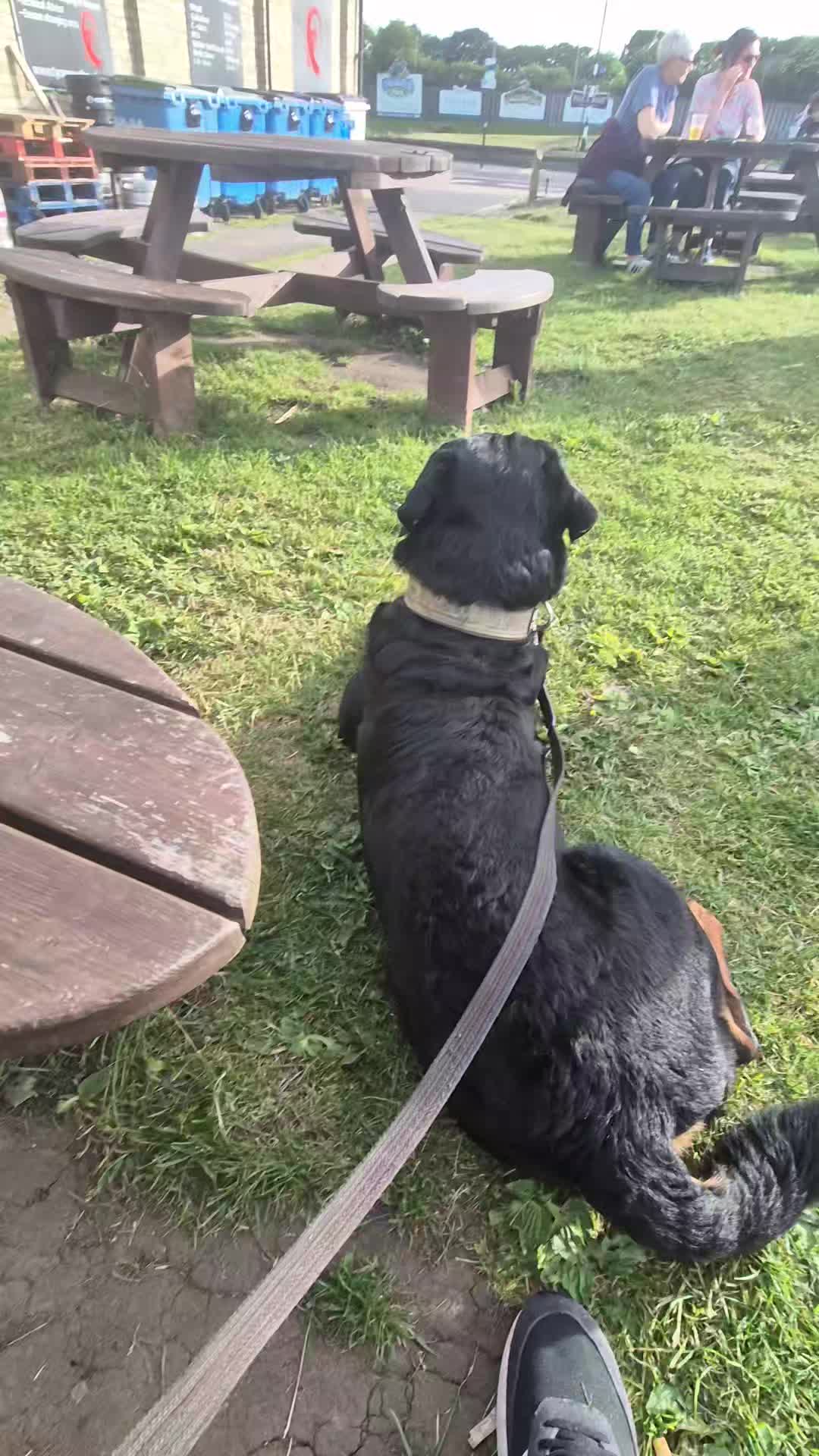 🐾🍺PUB DOG🍺🐾

Shads was desperate to go do some beer garden training one evening so who were we to deny him 🍺

He is an old pro at this now and does like to just watch the world go by. 

Want to enjoy a cold one with your dog and not have them booting off and being a nuisance. Get in touch 🐾

#dogs #dogtraining #rottweiler #northeastdogtraining #looseleashwalking #dogreactivity #dogsofınstagram 
#doglovers 
#libertask9