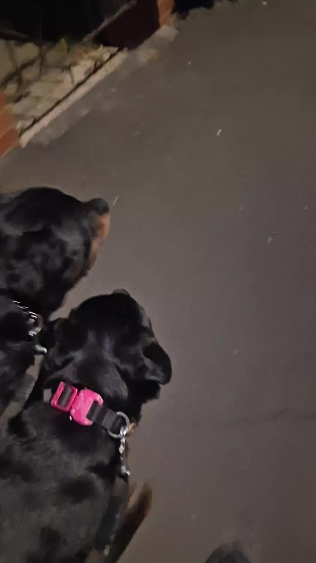 ☀️🥵LATE NIGHT WALK WITH THE BOYS🥵☀️

A late walk with both boys once the heat finally decreased. Took until 11pm before it was cool enough. 

The concerning thing is I didn't see another dog out yet when I was running errands earlier and driving home I saw multiple dogs out being walked in 30°c heat. 

If you can't get out late or are not comfortable doing so then skip the walk. The dog wont die but could if you walk it in these temperatures. 

So dont be a p***k by walking your dogs in the blasting sun this week! 

#dogs #dogtraining #northeastdogtraining #looseleashwalking #dogreactivity #dogsofınstagram 
#doglovers 
#libertask9