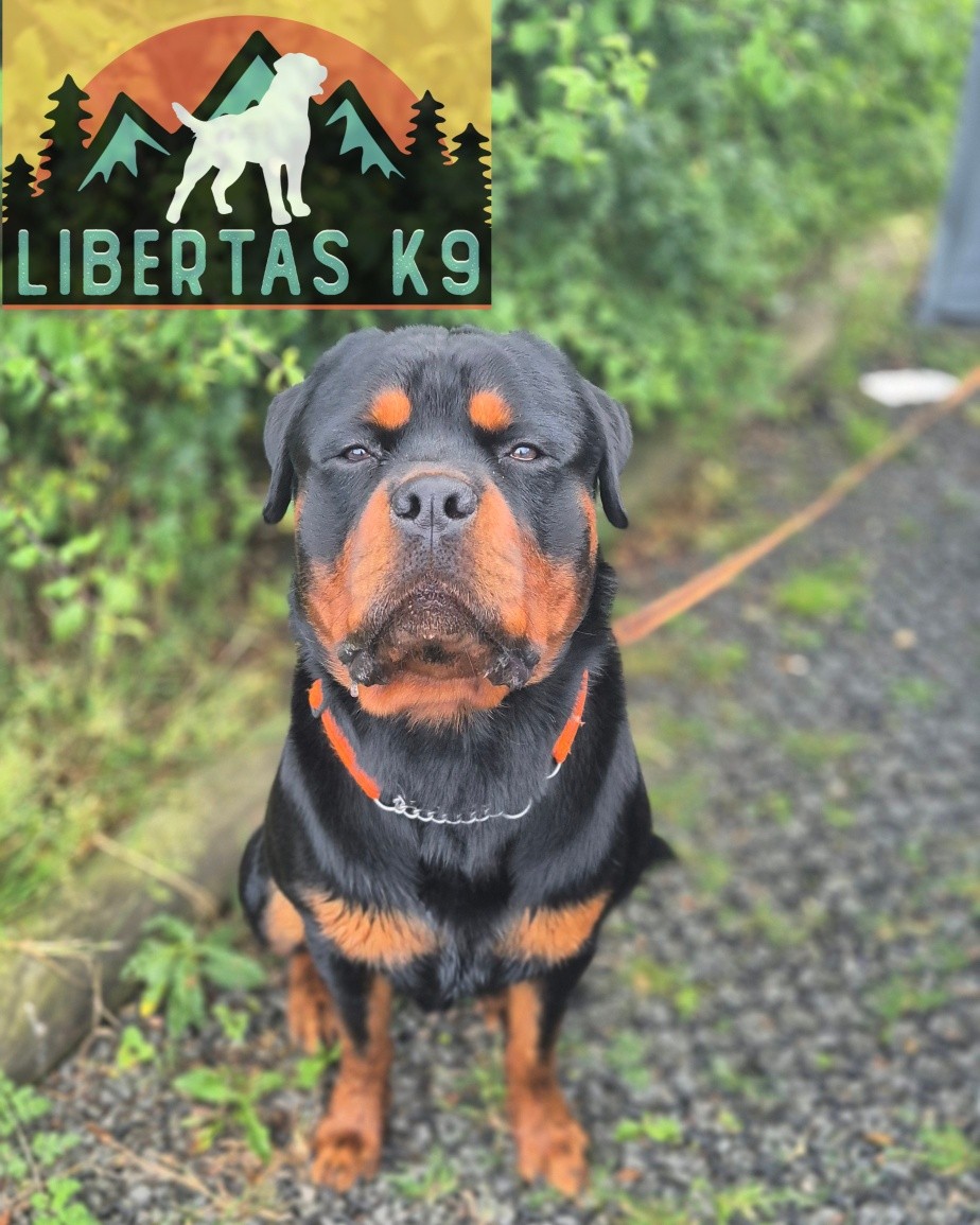 🖤🤎MEET ROSCOE🖤🤎

We had this handsome boy come to us for help with loose leash walking and dog reactivity.

Roscoe has a lovely temperament but would pull his owner everywhere and would react to certain dogs. 

The dog reactivity was more dependant on what the other dog did. If it ignored him and didn't posture to him he wasn't too fussed. A little unsure but didn't boot off. If the dog challenged him he would rise to the challenge. 

We started off by going through ways to improve his engagement with his owner. How to structure walks better and work on leash pressure. 

He picked this all up really quickly and was walking beautifully. 

Next we got to work on his dog reactivity. As he wasn't bothered about Shads we walked around with him around various dogs to show him how to disengage from them and he was visibly more comfortable and no kick offs. 

We need to work further on this around multiple dogs to get the desired end result. 

#dogs #dogtraining #northeastdogtraining #rottweiler #rottweilersofinstagram  #looseleashwalking #dogreactivity #dogsofınstagram 
#doglovers 
#libertask9