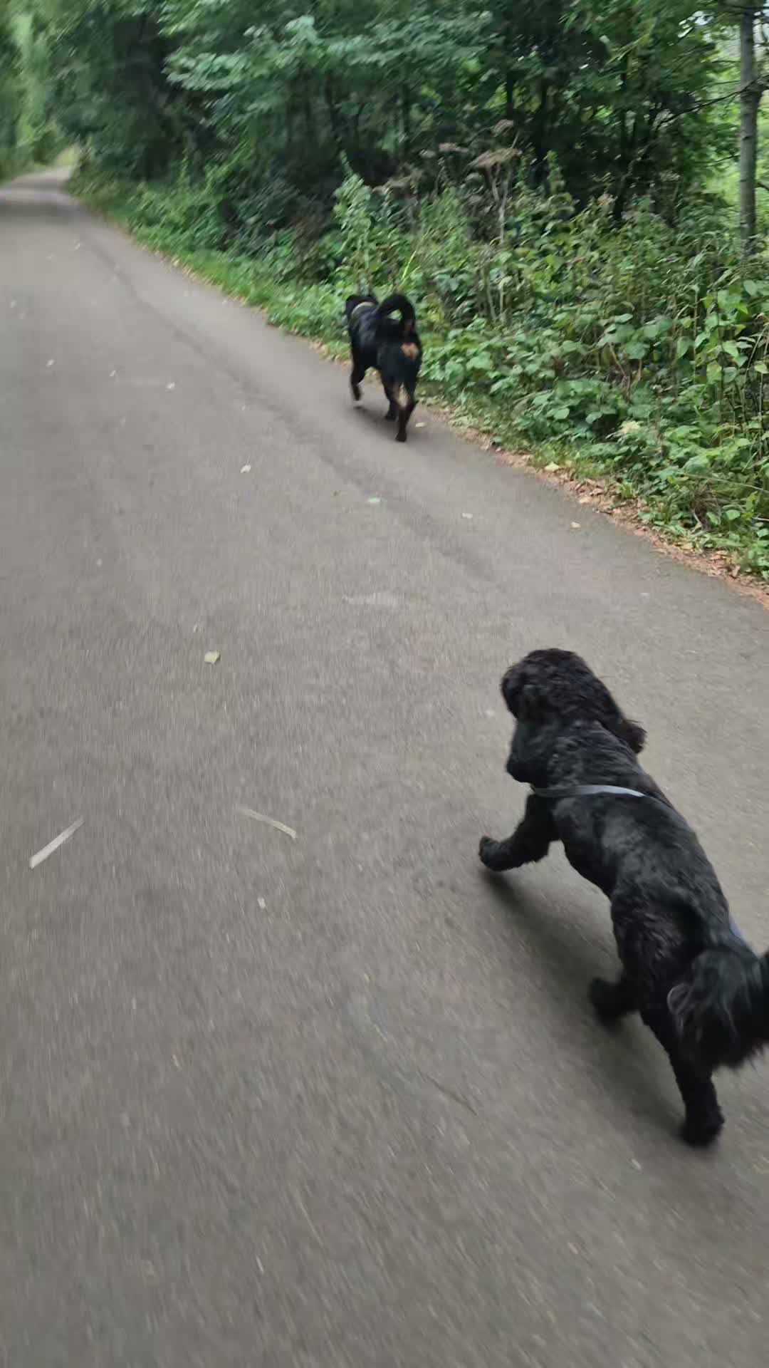 ⭐️🔥FRANKIE'S PROGRESS🔥⭐️

Frankie absolutely smashing it having freedom around Shads. 

He originally came for work with lead walking, behaviour around dogs and general obedience. 

They completed the Liberty Package and now can be trusted to have more freedom and work towards getting off lead.

#dogs #dogtraining #northeastdogtraining #looseleashwalking #dogreactivity #dogsofınstagram 
#doglovers 
#libertask9