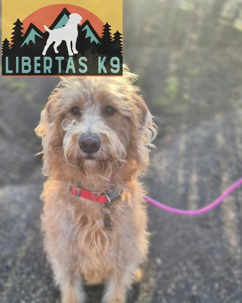 🐾🐶MEET MABEL🐶🐾

We had Mabel come and see us for help with dog and human reactivity. When seeing a dog she would snarl and launch and when a person approached she would bark and lunge towards them. 

The issues with dogs and people is purely down to her being unsure snd not wanting to have them in her space. 

Whilst we don't need her to be a social butterfly we can't have her reacting the way she did. 

We started off the session by working on counterconditioning her response to being approached by a person so I was able to get relatively close. Whilst she wouldn't have wanted me to pet her she did relax and allow me to approach. 

Next we worked on tightening up her loose leash walking. This wasn't bad at all but due to the reactivity we dont want her in front of her owner at all. By doing this we can then advocate for her and give her space when getting approached. 

Next we got our boy Shads out and did similar around him. She took a little longer but once she knew her owners were in control she relaxed and paid attention to her owners. 

We need to continue the work to really proof what we went through in various situations and build her confidence up. 

Her owners had already got some nice foundations in with her so we were able to crack on with the behavioural issues. 

#dogs #dogtraining #northeastdogtraining #looseleashwalking #dogreactivity #dogsofınstagram 
#doglovers 
#libertask9