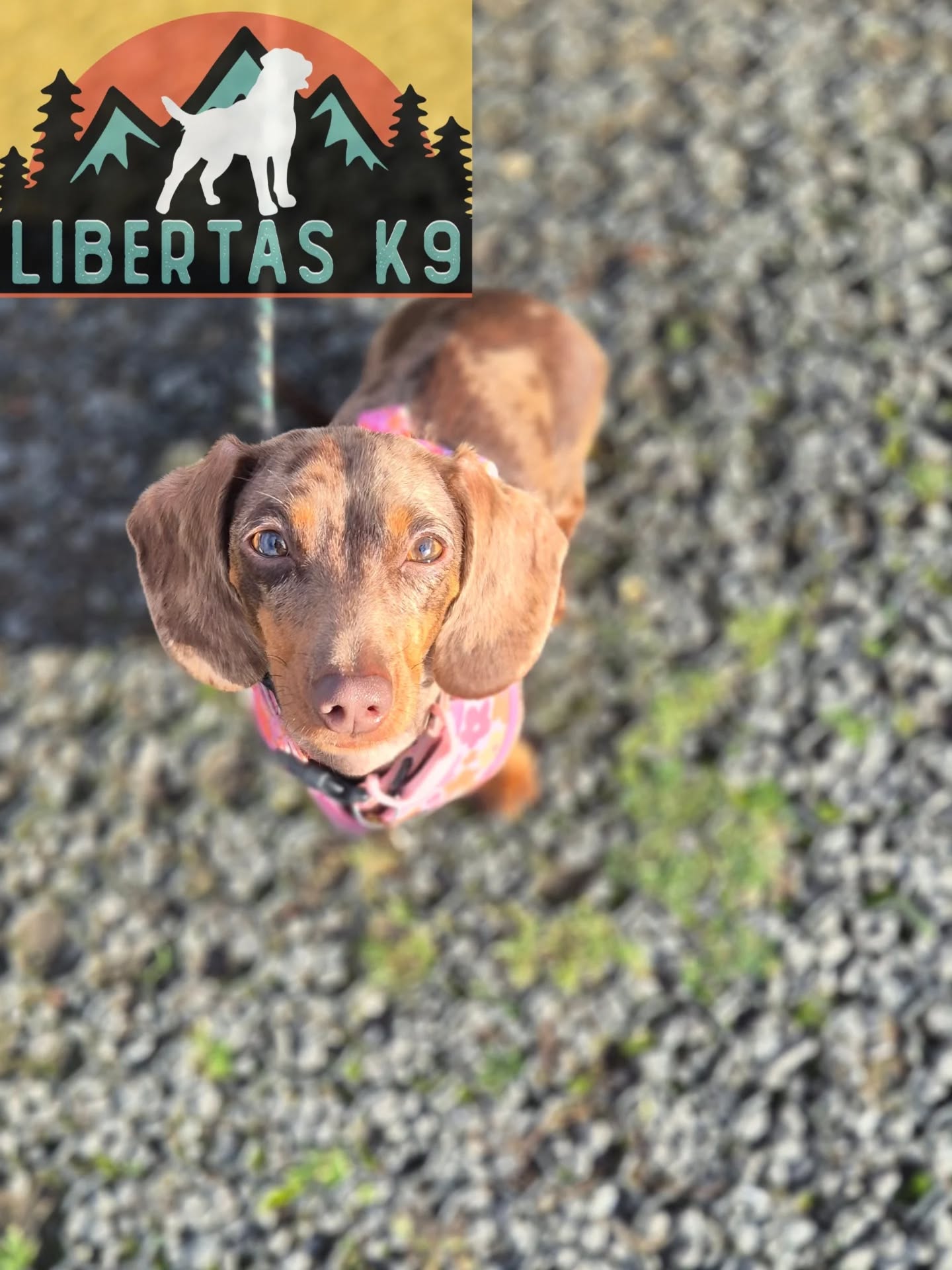 🐕🐾MEET BELLE🐾🐕

We had the beautiful Belle come and see us for help with loose leash walking and dog reactivity. 

Its always nice when we get the smaller dogs in as so many people with small dogs just put up with bad behaviour as its easier to manage but it still makes walks stressful and not a great mindset for the dogs. 

Belle is a sweet girl but is a bit nervous. We started off the session by introducing a reward marker and working on some basic obedience. She is a foody dog and her owner has taught her some fun tricks which is great to build on. 

Next we worked on teaching her to walk to heel, she picked this up pretty quickly and was walking next to her owner in no time at all. 

We then got our boy out for her to work around and worked at a comfortable distance to start with to teach her how to disengage from a dog and then gradually closed to gap. By the end she was able to walk in close proximity and walk past choosing to disengage. 

Finally we had her working around random dogs and she did brilliantly. 

We will continue the work and work on building confidence along the way. 

#dogs #dogtraining #northeastdogtraining #dacshund #dacshundsofinstagram #looseleashwalking #dogreactivity #dogsofınstagram 
#doglovers 
#libertask9