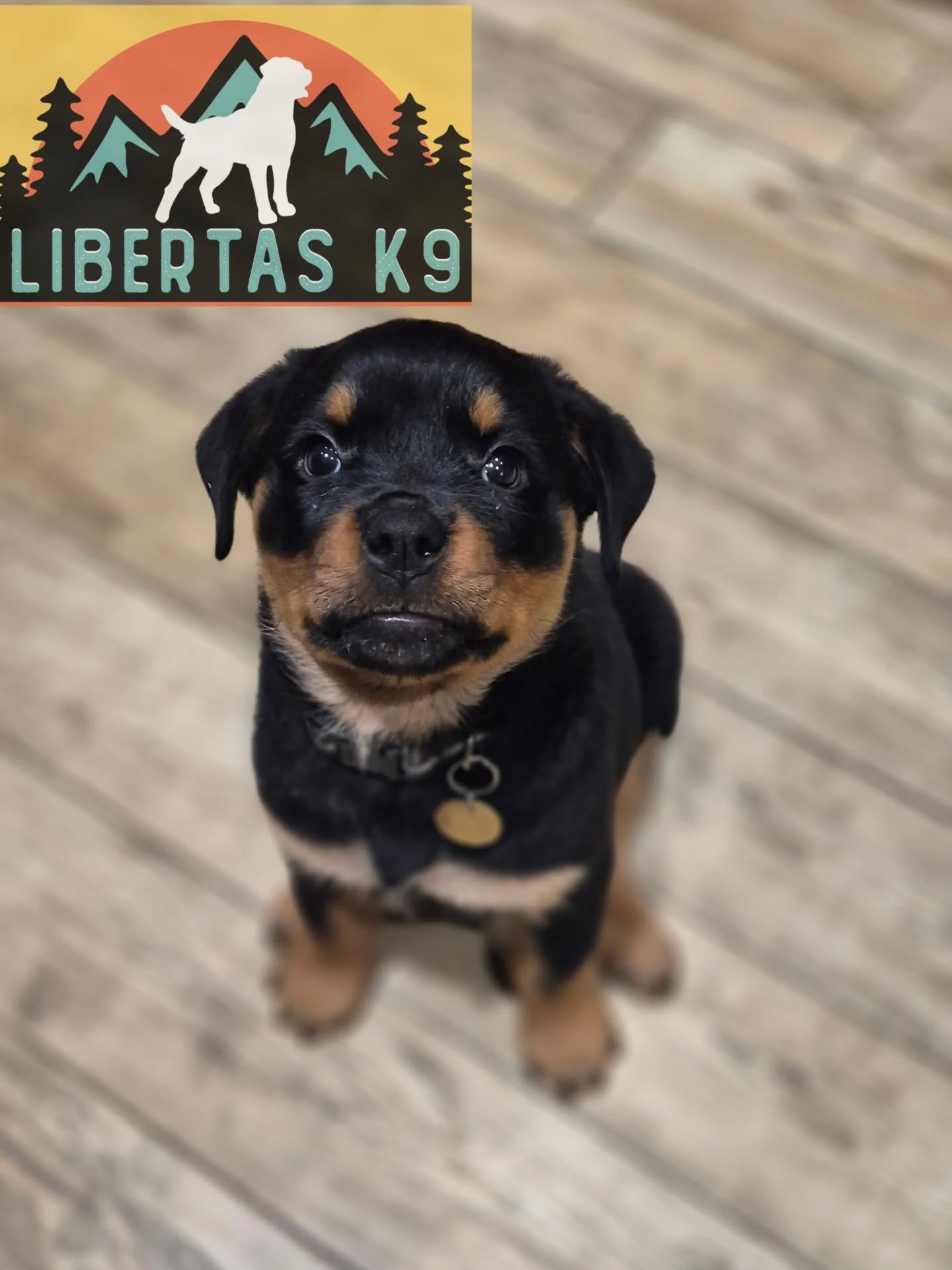 🖤🤎MEET RODNEY🖤🤎

We made a home visit to see this handsome boy. He is just 9 weeks old and a very typical Rottie pup. 

His owner has done a great job so far with him, has given him some great exposures but just wanted to make sure he grows up to be the best he can. 

During the session we covered how to correctly socialise him around people and not create too much excitement around them. Its important he gets introduced to people but this doesnt mean every person he comes across and for them to talk to him like a baby. This just makes pups go sky high. 

We also went through how to introduce him to dogs, same principles as people. We want a pup to be confident around dogs but not overly interested. Neutral is the aim. 

Next we went through how to work on environmental exposures and make good use of fireworks going off so he isnt bothered by them. 

Rodney is a super sweet boy but like most pups everything needs to go in his mouth and with teeth like needles we want to avoid this. We covered ways to divert mouthing and how to prevent him getting over stimulated. Pups need a lot of sleep and if they arent getting it they turn into gremlins. 

We finished off going through markers and how to introduce the lead on a collar without making the lead a tug toy.

#dogs #dogtraining #northeastdogtraining #rottweiler #rottweilersofinstagram #rottweillerpuppy #looseleashwalking #dogreactivity #dogsofınstagram 
#doglovers 
#libertask9