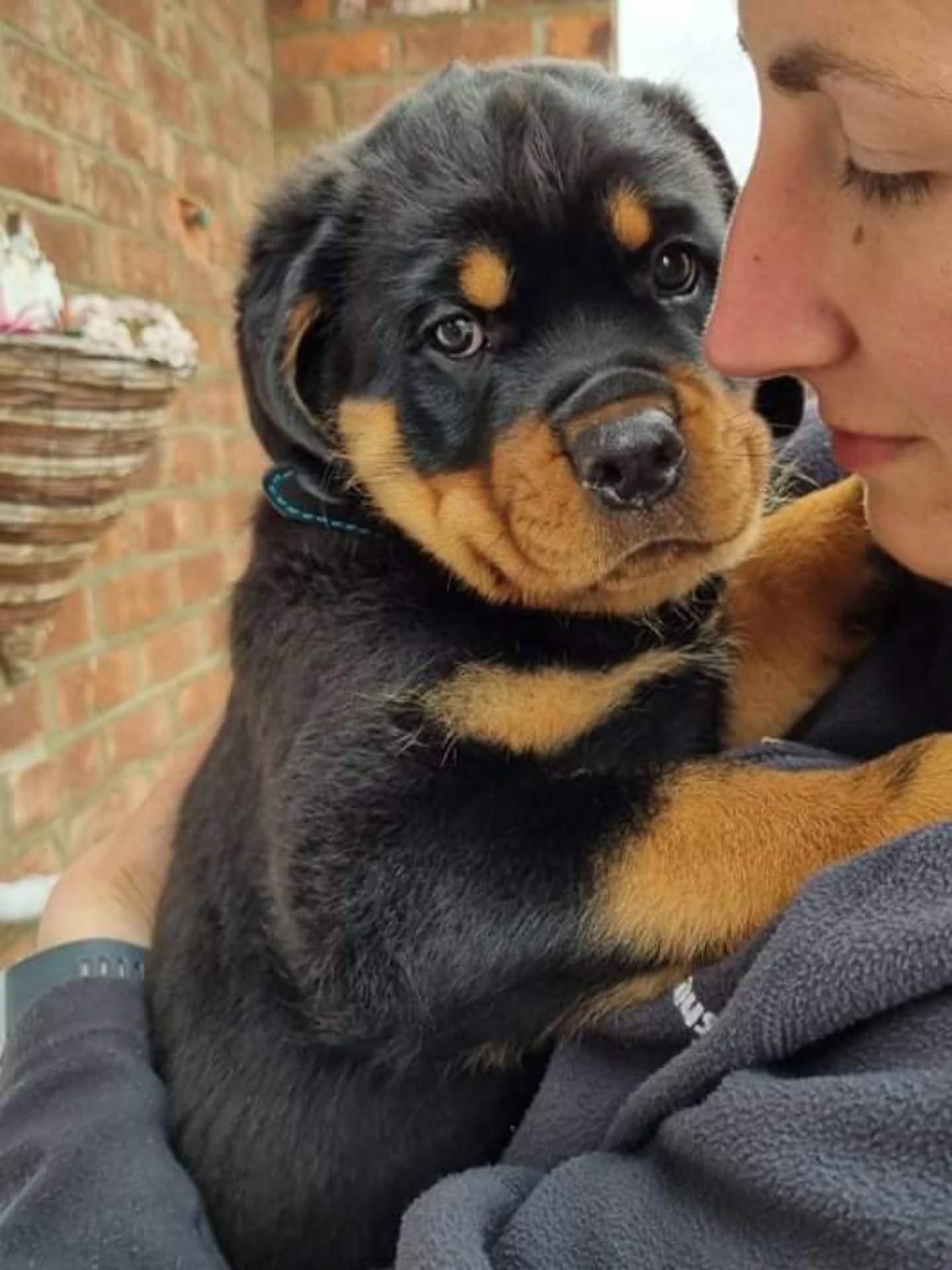 👅THINKING OF GETTING A PUPPY?👅

When looking at getting a puppy before doing anything, choose the right breed for what you want out of a dog and one that suits your life style. 

If you want a family dog that gets a couple of walks a day and a play at the park then don't be getting high drive working dog. Really research the breed and what it was originally bred for. 

If you get a Collie pup for example and have a family with children then is it really the right dog for you? A Collie will herd and nip and will be an absolute nightmare if it is not given the exercise and stimulation it needs. This is where chasing traffic, becoming reactive and destroying your house happens. 

Look at what the dog is going to need as it grows, can you afford to feed the dog a good quality diet, pay vet bills, pay insurance, pay for training if you need it etc. The bigger the dog the bigger the hole in your wallet. 

Once you have decided on the right breed for you do lots of research on breeders. Make sure the parents have been health tested to reduce the chance of your pup developing health problems. These is no guarantee of course but its going to be a lot less likely for you dog to get problems if the parents are healthy. 

Every breed requires different health tests to make them eligible for breeding. 

If the breeder trys to sell you two pups I wouldnt be buying one from them as no ethical breeder will sell two pups from the same litter unless you have extensive knowledge and the right set up to accommodate littermates. (Look up littermate syndrome for the whys)

Once the right breed and breeder have been selected make sure you have everything set up correctly and get in touch with a trainer to ensure you get off to the right start. 

Too many dogs end up in shelters or being rehomed because the original owners cant deal with the dog THEY chose. Lets do better by dogs! 

#dogs #dogtraining #northeastdogtraining #puppytraining #puppy #looseleashwalking #dogreactivity #dogsofınstagram 
#doglovers 
#libertask9