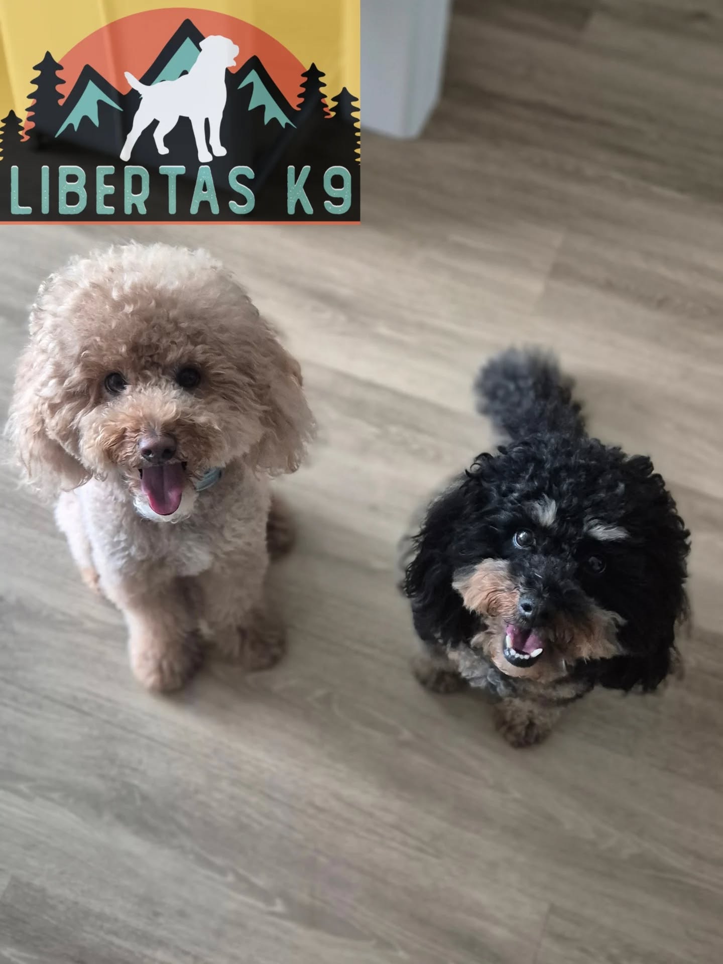 🐶🐕MEET GINO & FREDA 🐕🐶

We made a home visit to see these sweet guys. Their owners booked in as they struggled to have anyone in their home and they were unable to walk them due to reactivity towards dogs. 

Gino is unsure of strangers in the house and would growl and potentially snap if someone got to close to him. Freda was the opposite and got too excited. 

On entering the house you could see Gino just didnt want to be petted and wanted to generally be left alone. He displayed all the normal body language to try and show his discomfort but unless you know what you are looking for these signs could be missed. 

After explaining all of this, Gino's owners now know what to look out for. They can then work on building his confidence around new people as they progress through the package. 

We then got each dog out seperatley to work on loose leash walking as both dogs would just pull and launch a dogs. 

Whilst working on lead work we also covered how to utilise space and movement to reduce the reactivity. We will work on this as we progress through the sessions. 

Today was more about getting foundations in place and working on their owners confidence so they could handle the issues correctly and work towards reducing them. 

#dogs #dogtraining #northeastdogtraining #looseleashwalking #dogreactivity #dogsofınstagram 
#doglovers 
#libertask9