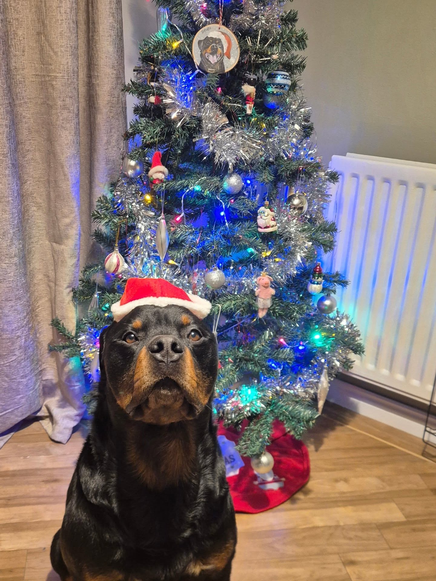 ☃️🎅THAT'S A WRAP🎅☃️

Thank you to all of our amazing clients over the last year. Without you we wouldn't be able to achieve what we do. 

We reopen 6th January, all enquiries between now and then might take a little longer than normal to get a response whilst Shads and I enjoy the festive period and rest. 

Hope you all have a lovely Christmas and look forward to seeing you all next year.

#dogs #dogtraining #northeastdogtraining  #dogsofınstagram 
doglovers 
#libertask9