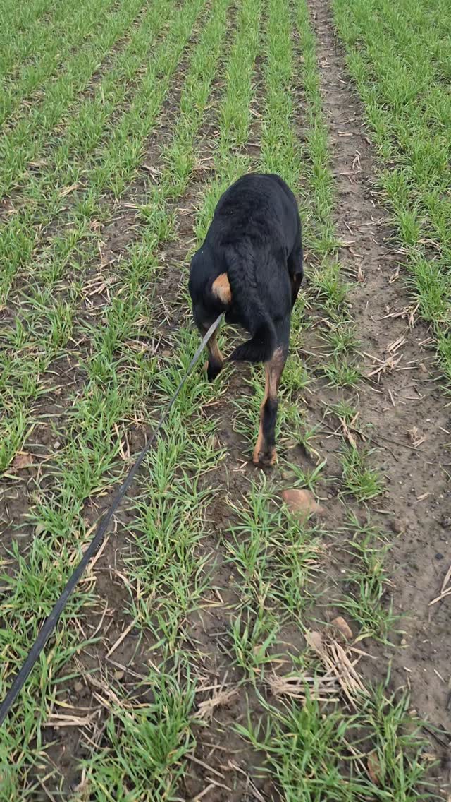🐾👣TRACKING WITH SHADS👣🐾

Every dog is capable of tracking. It is such a great way to use your dogs senses and it can really tire out the dog. 

The type of tracking Shads does is for IGP. In training I lay a track by walking through a field. Depending on what I am working on depends how I lay the track. Shads is to follow the footsteps I've previously walked and lie down when he finds an article I dropped. 

Shads absolutely loves tracking and its great when I want to give him a physical rest but still give his brain a workout.

Christmas isn't a break for us. If anything it gives us more time to have fun and train 😁

dogs #dogtraining #northeastdogtraining #dogsofınstagram #rottweilers_of_instagram
doglovers 
#libertask9