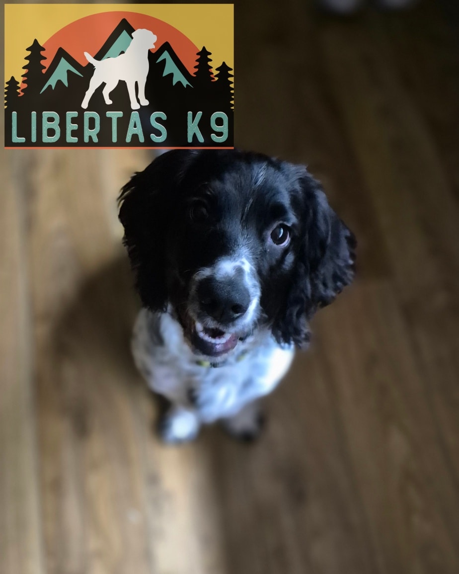 🐶🐾MEET CHARLIE🐾🐶

We made a home visit to see this sweet boy. His owner got in touch as he would pull constantly on a lead and dart towards people and dogs. 

In the house he was relentless at jumping up and or mouthing for attention which made it extremely difficult for his owner to do normal things. 

He is a very typical Cocker Spaniel and has bags of drive and energy. When not channelled right it is a total headache. 

We started off by addressing the issues in the home as we couldn't really talk as Charlie was relentlessly jumping up. We utilised a lead and rewarded when calm. Leads are massively underused in the house and its not a permanent thing but it does allow us to communicate better what we want. 

We also discussed his day to day life and also had a conversation about food so we could start using his food as rewards etc. 

What we feed our dogs can massively impact the dog, same as children, you pump them full of sugar and they bounce off the walls. We discussed how to choose the right food by looking a bit closer at the main ingredients and making a decision from there. 

Whilst inside we covered how to get better basic obedience and demonstrated how to teach various things so we could get him using his brain a bit more. 

We finished off by taking him outside and worked on his loose leash walking. He did pick this up really quickly but it will need proofing when there are various distractions around.

As we progress through the package we will tackle more of the issues and work on teaching him how to be neutral around people and dogs. 

#dogs #dogtraining #cockerspaniel #cockerspanielsofinstagram  #northeastdogtraining #looseleashwalking #dogreactivity #dogsofınstagram 
#doglovers 
#libertask9
