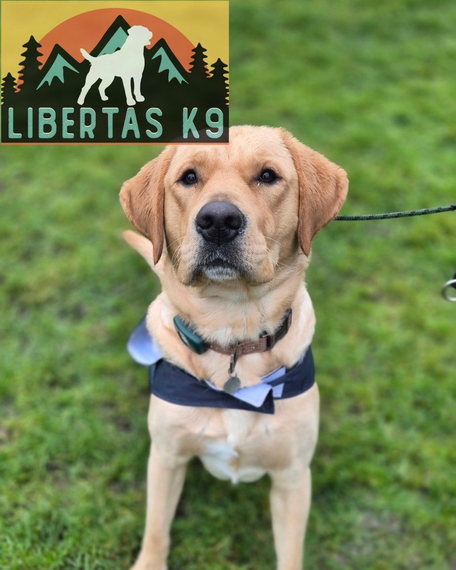 👅🐕MEET SELBIE🐕👅

We had this handsome boy come and see us. Selbie is a Lab x Golden Retriever so is a bundle of fun, friendliness and energy! 

His owner got him booked in for help with loose leash walking, over excitement around people and dogs. 

When first meeting Selbie he was relentlessly trying to jump up to say hello, he didnt respect the lead and would try and go over to dogs to play. 

We started off by teaching him some manners by using basic obedience and rewarding when calm. 

Following on we taught him leash pressure so he learnt to not pull through the lead and introduced the heel position so he knew where he was supposed to walk. 

We finished off by working him around Shads and showing his owners how to break Selbie's fixation and pay more attention to his owner. 

He did great for his first session and as we progress through the Liberty Package we will up the level of distractions, increase difficulty and then work on recall. 

#dogs #dogtraining #northeastdogtraining #looseleashwalking #dogreactivity #dogsofınstagram 
#doglovers 
#libertask9