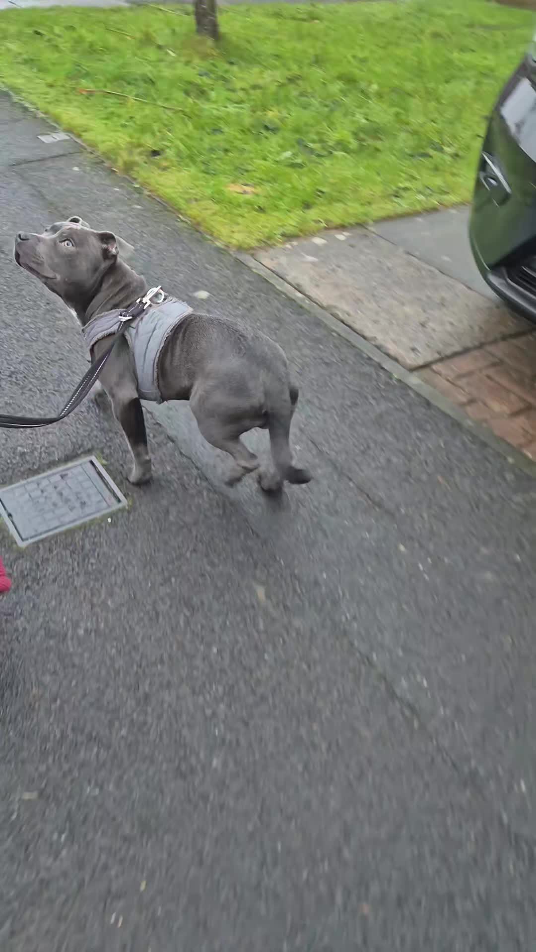 ⭐️💫BLUE'S PROGRESS💫⭐️

We first went to see Blue 2 weeks ago as his owner couldn't get him to go outside. He was absolutely terrified of everything. 

As soon as he was out he just froze, planted his feet and refused to move. Wouldn't take food and not interested in toys. 

His owner has been working hard with him and we went to see him today for his 2nd session. 

What a difference in him today. He was taking rewards, exploring and a lot more relaxed. 

We are currently working with him on a harness as the risk of him backing out of a collar is too high. 

Once we have him as confident as possible we will work more on obedience, lead walking and get him onto a flat collar. 

Awesome work guys! 

#dogs #dogtraining #northeastdogtraining #looseleashwalking #staffy #dogsofınstagram 
#doglovers 
#libertask9