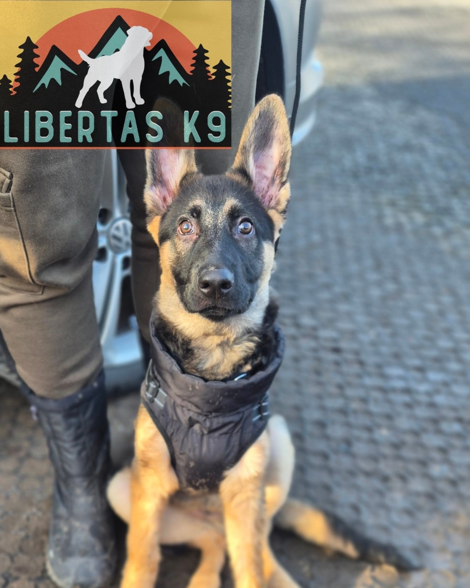 🐾🐕MEET JOEY🐕🐾

We had this little lad come and see us. His owners got in touch with us as they were struggling with reactivity towards people and dogs and him being relentless with their older dog. 

When Joey first got out of the car he was just barking at everything in sight.  Joey shows quite a bit of social nerve and would just bark constantly. 

It's easier for his owner to manage at the moment but as he gets bigger this is going to become extremely challenging.

We started the session off by getting him a little more comfortable in his environment, working on some basic obedience to pair with reward and gaining a bit of trust with him. 

Next we worked on teaching him leash pressure as this will be needed as we progress through the package. 

During the session we covered how to best work with him in different areas and how to build his confidence using reward, counterconditioning, guiding him through the lead and helping him make better choices. 

We finished by covering how best to get harmony in the home so their older dog wasn't constantly being pestered. Calmness creates harmony for a multi dog household. 

We will work further on all of this as the package progresses. 

#dogs #dogtraining #northeastdogtraining #germanshepherdpuppy #germanshepherd #germanshepherdsofinstagram  #looseleashwalking #dogreactivity #dogsofınstagram 
#doglovers 
#libertask9