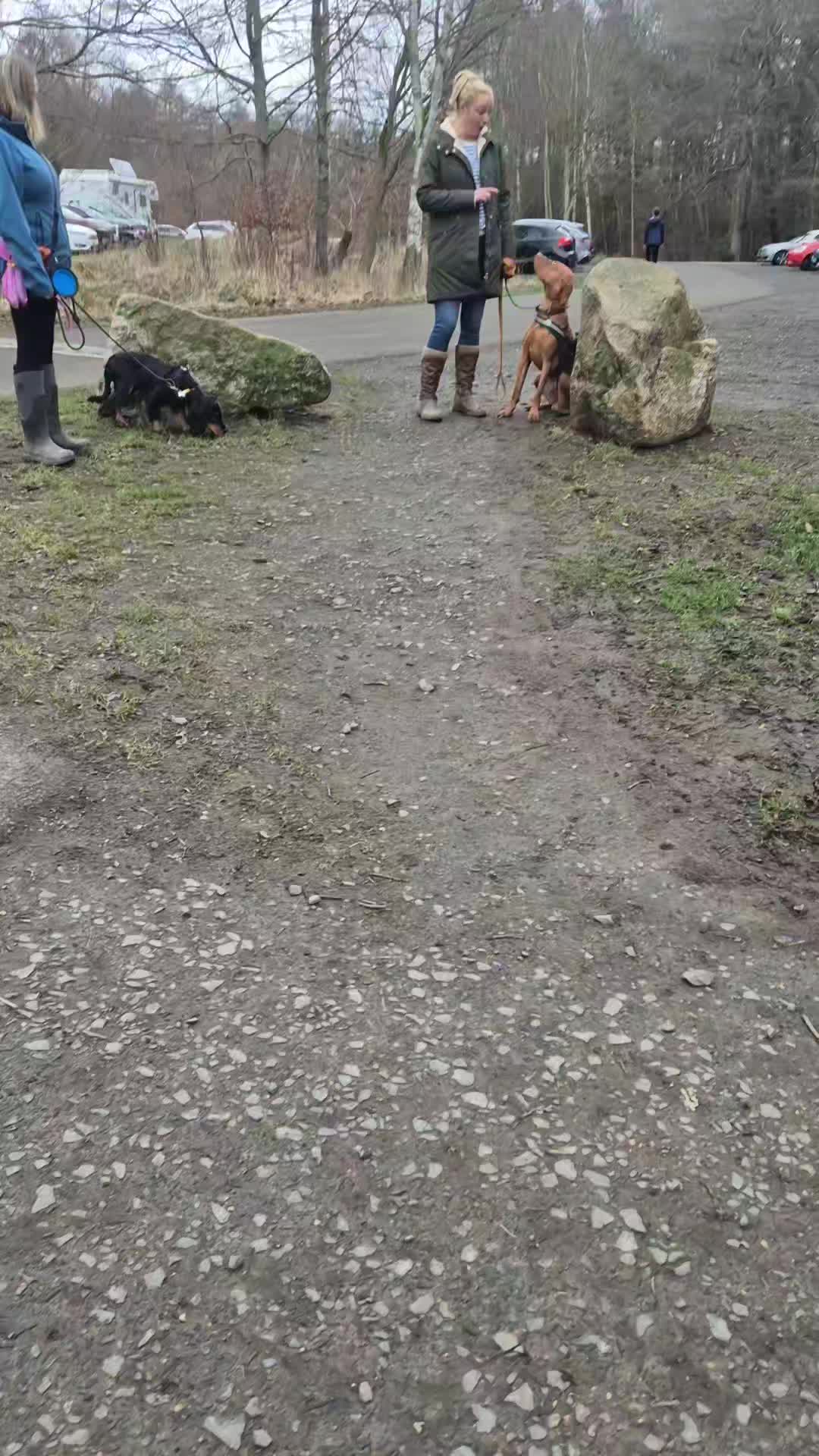 🐾👌GROUP WALKS👌🐾

Great job on the group walk guys. About 80% of the dogs on the walk initially came to us for reactivity. 

Group walks are a fantastic way to work further on neutrality and also help young dogs do the same. 

Awesome work guys 👍

#dogs #dogtraining #northeastdogtraining #looseleashwalking #dogreactivity #dogsofınstagram 
#doglovers 
#libertask9