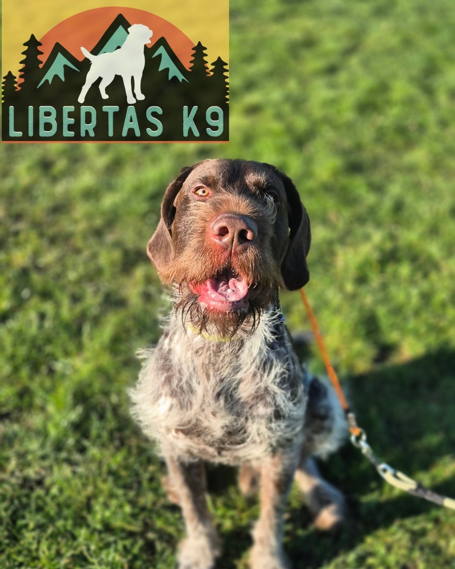 🐾👅MEET GOOSE👅🐾

We had this gorgeous lad come and see us for help with loose leash walking, nervous behaviour around traffic and pulling towards dogs. 

Goose is a super sweet boy but would drag his owners to follow a scent or if he saw another dog. 

When traffic went by he was extremely nervous and would lose focus and try and get away. 

His owners have already got some really nice foundations in but hit a wall with these issues. 

We started the session off by teaching him leash pressure so he understood when he felt any pressure on the lead he was going too far. He picked this up really nicely but will need it practiced in as many different environments as possible as his nose takes over. 

Next we worked him around our boy Shads and taught him how to disengage. Goose also showed a little uncertainty towards dogs but by stopping him from getting in his head about it we were able to navigate this well. 

We finished up by counterconditioning his response to traffic. This will take some time as he is fearful but lots of repetition and positive outcomes will sort this out. 

During the package we will continue this work and also introduce recall, work on confidence building exercises and for his owners to be able to take him anywhere with no issues. 

#dogs #dogtraining #northeastdogtraining #looseleashwalking #dogreactivity #dogsofınstagram 
#doglovers 
#libertask9