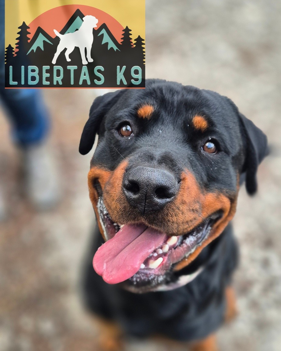 🖤🤎MEET ROLO🖤🤎

We had this lovely lad come and see us. His owners got in touch for help with loose leash walking and reactivity. 

Rolo is a big lad and has some strength behind him which he used to his advantage on walks and would go exactly where he wanted to go. This made walks unpleasant as he would constantly be pulling.

When seeing a dog he would bark, growl and lunge. His owners were concerned this was aggressive behaviour but what we saw on the day he behaved like this out of frustration. 

We covered markers, leash pressure  suitable play to build engagement, get excess energy out and just for fun. Then we went on to working around our boy Shads. 

Rolo did brilliantly and was walking nicely by his owners, choosing to disengage from the dog and checking in with his owners. 

These guys are signed up to our Liberty Package so we can continue to really change his behaviour for the long term.

#dogs #dogtraining #northeastdogtraining #looseleashwalking #dogreactivity #dogsofınstagram 
#doglovers 
#libertask9