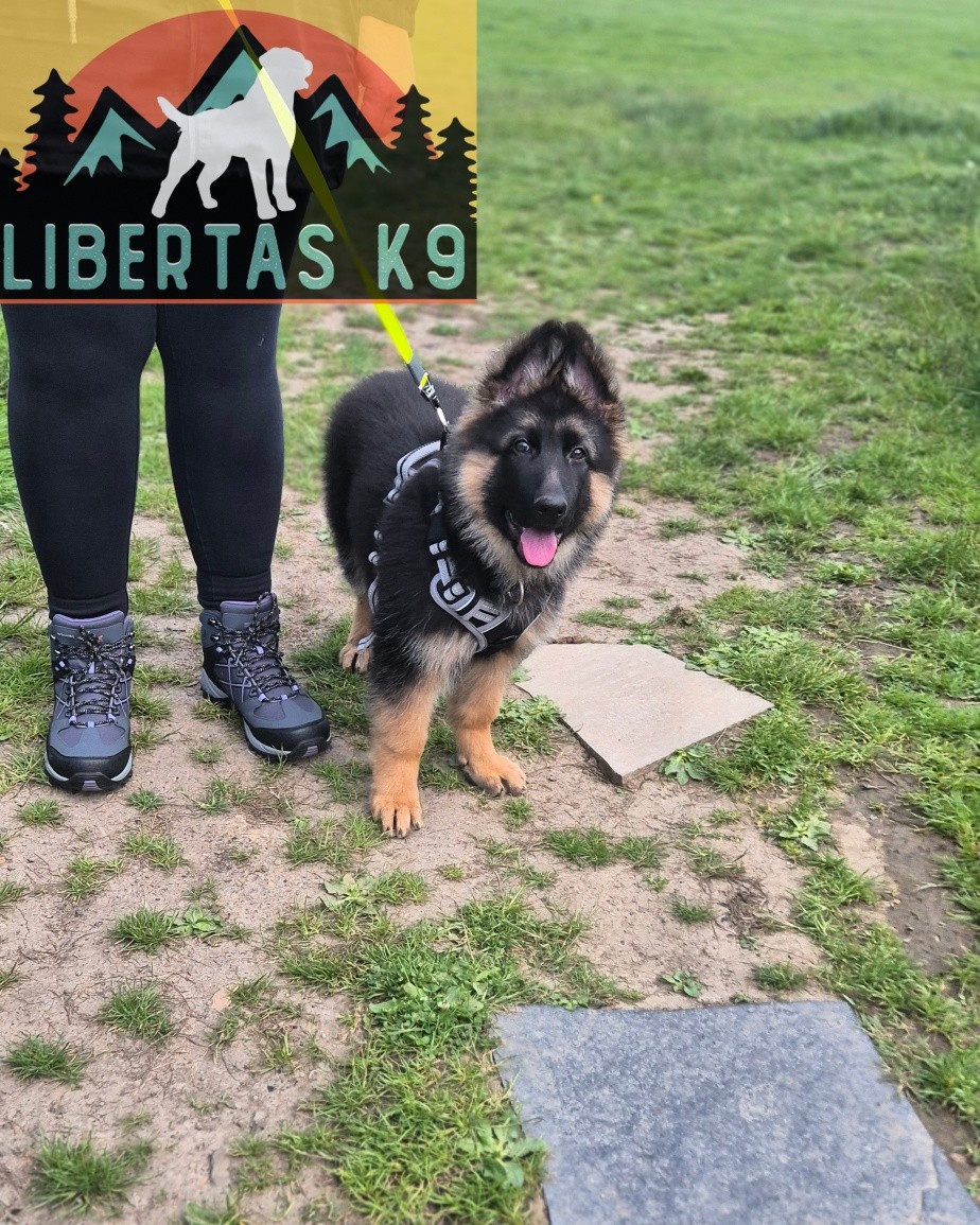 🐕🐾MEET MAYA🐾🐕

We had this sweet girl come and see us for puppy training. Maya is a lovely girl but is very nervous and scared of rhe world. 

Her owners were struggling to take her out as she would just want to bolt back home. 

We went through correct socialisation so we could build up her confidence. Environmental exposure is crucial for a pup, especially at this age. 

We then covered introducing rewards and markers so we can utilise these further down the line.

Finally we got our boy Shads out as she was very nervous around dogs and we wanted her to be around a dog that was calm and had good social manners  It wasn't about having them run around like bambi together, more calmness when around another dog. 

These guys have signed up to our Puppy Package so we can continue the work and get her as confident as possible.

 
#dogs #dogtraining #northeastdogtraining #puppytraining  #looseleashwalking #dogreactivity #dogsofınstagram 
#doglovers 
#libertask9