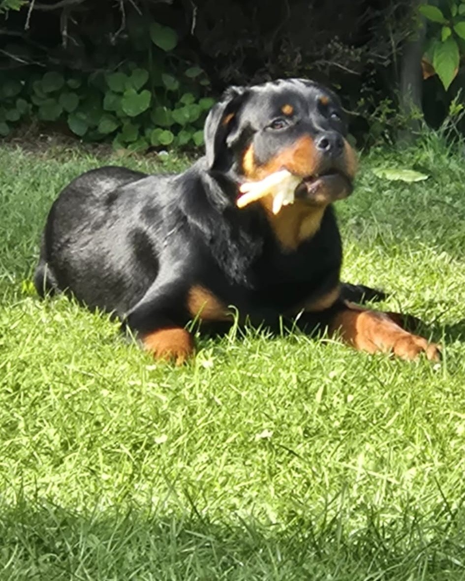 ☀️🐾SUNNY DAYS🐾☀️

When its too hot outside it's chill time in the shade in the garden. 

Dash enjoying a chicken foot from  RAW & MORE to keep him busy for 5 minutes. 

#dogs #dogtraining #northeastdogtraining  #dogsofınstagram 
#doglovers 
#libertask9