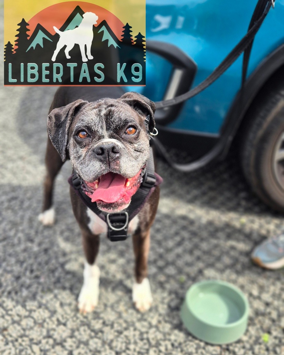 🐾🐶MEET CADDY🐶🐾

We had Caddy the Boxer come and see us for help with dog reactivity. 

His owner has worked really hard with him and got some really nice foundstions in but hit a wall with his reactivity. 

He would react out of nerve to bigger dogs and this came across in the form of lunging and barking. 

We started off the session by wokring on counterconditioning his response to dogs and worked at a comfortable distance. 

Next we worked on closing the gap and teaching him to disengage from the trigger. 

Caddy was making really nice choices around our boy Shads but we will need to proof this in real world environments around different dogs so he understands whats expected at all times.

#dogs #dogtraining #northeastdogtraining #boxerdog  #looseleashwalking #dogreactivity #dogsofınstagram 
#doglovers 
#libertask9