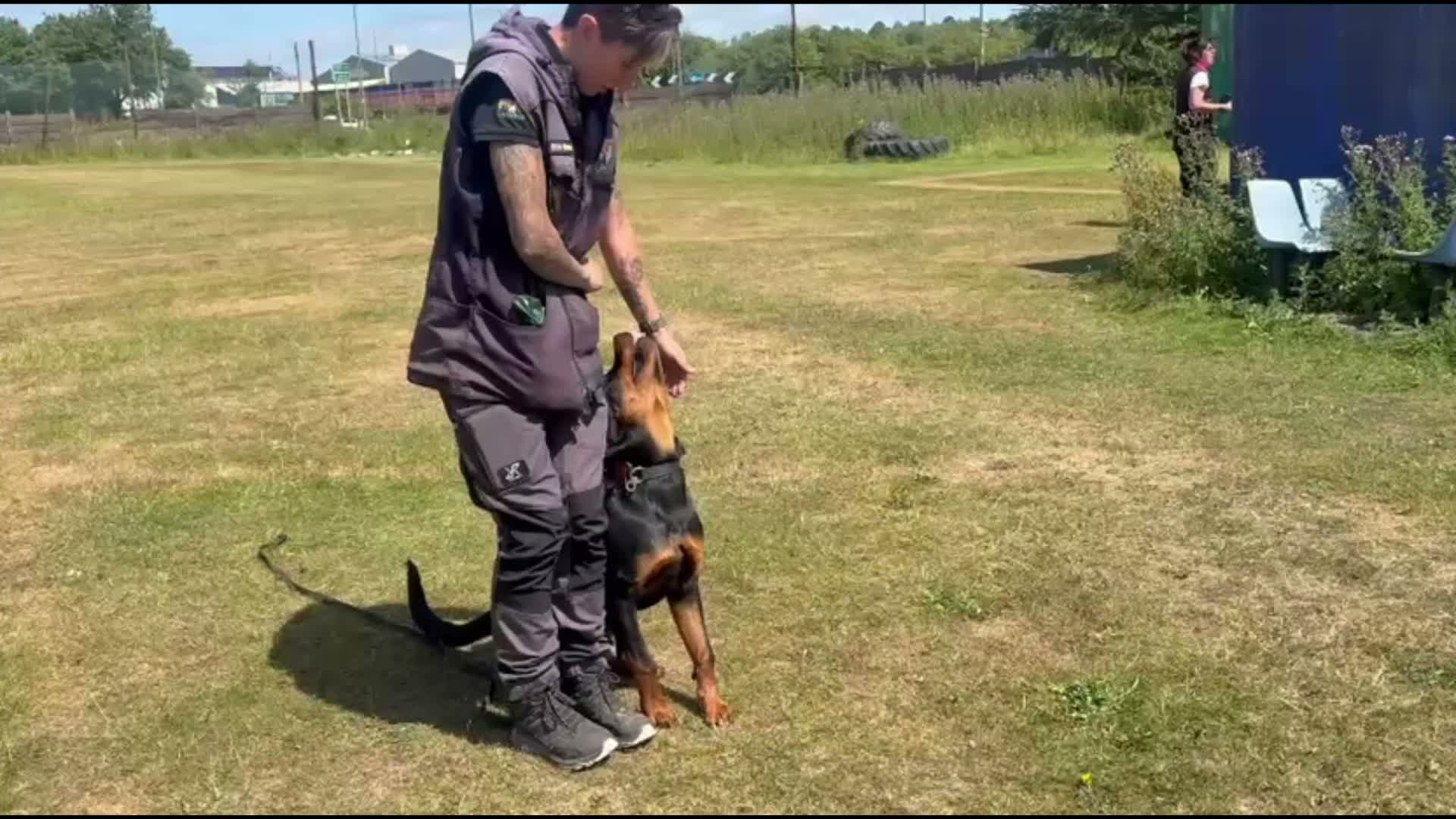 🖤🤎TRAINING WITH DASH🖤🤎

Club day with Dash. At just 6 months old he is doing an amazing job. 

Slow and steady at this age as health and allowing him to be a puppy is more important but foundations being laid for work down the line. 

This isn't your normal pet style training this is prep for IGP training. 

Just having fun at club days with my boy 🥰

#dogs #dogtraining #rottweiler #northeastdogtraining #looseleashwalking #dogreactivity #dogsofınstagram 
#doglovers 
#libertask9