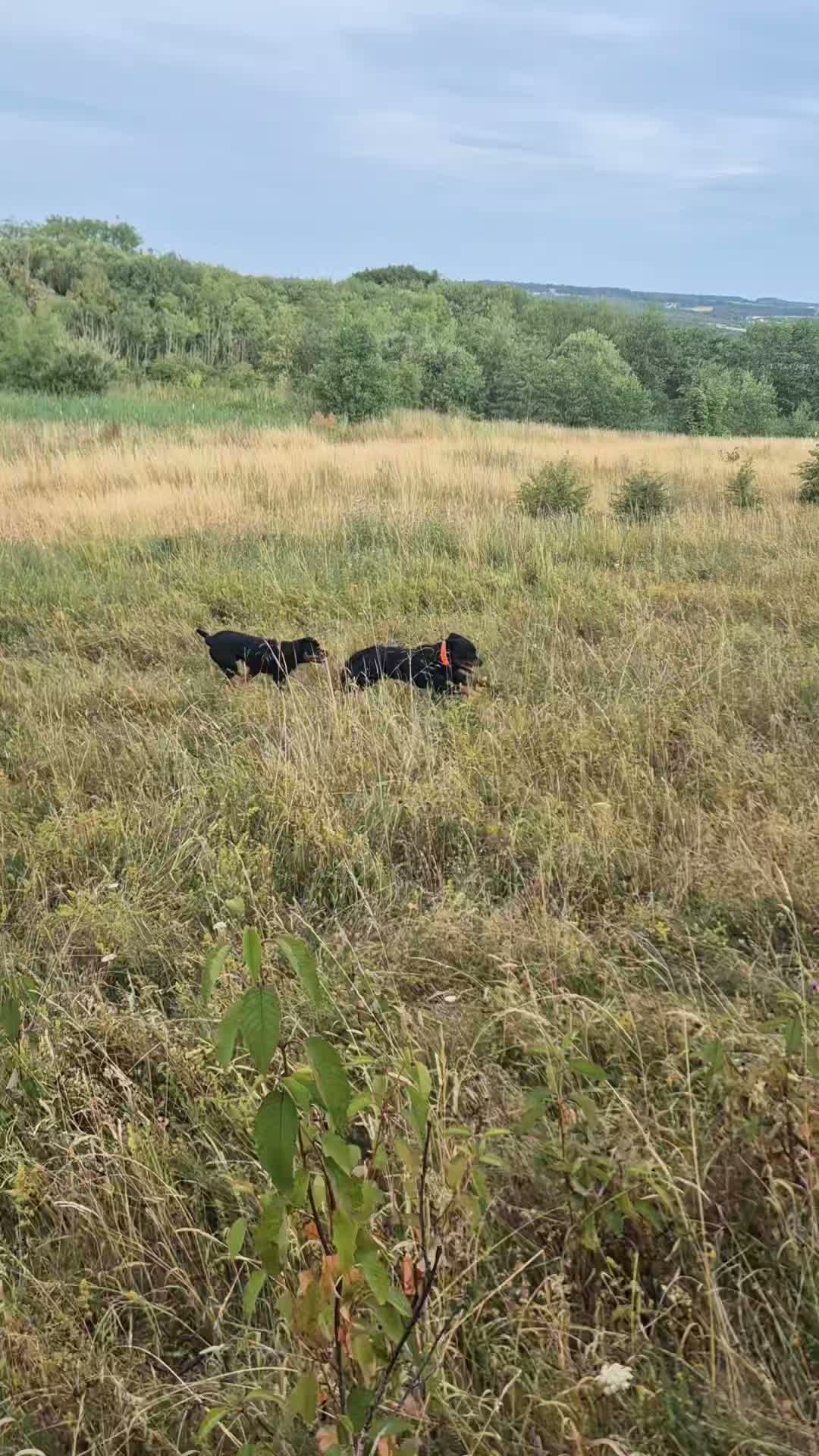 🐾👅DOES YOUR DOG/PUPPY PLAY?👅🐾

Does a typcial outing look like this with your dog? 

What I mean by this is does your dog play like this with pretty much every dog it sees?

Do you have problems with recall and or reactivity?

If you answered yes to this. Then stop allowing your dog to do this to random dogs. 

The first thing is, regardless of if you have any problems, dont allow your dog to run up to random dogs because 'it is friendly' not every other dog is and not every owner wants you destroying all of their hard work in training. 

Play like this, yes it is lots of fun, but it teaches your dog that every dog is to play with and guess what happens when your dog is off lead, it runs over to dogs because it wants to play and won't come back. 

It can also cause reactivity when on lead because it gets frustrated by being restrained and not being able to get to another dog. 

This reel is of my 2 boys just having a play around and they are both absolutely fine around other dogs. I do not allow them to run over to dogs and I dont allow this play with dogs I have never met before. 

Things can very quickly turn south when you allow dogs to get over aroused and you cannot call your dogs away.

#dogs #dogtraining #rottweiler #northeastdogtraining #looseleashwalking #dogreactivity #dogsofınstagram 
#doglovers 
#libertask9