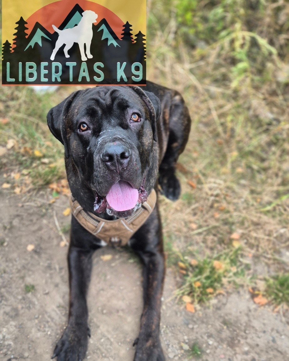 👅🐕MEET ZEUS🐕👅

We had this gorgeous boy come and see us. His owner booked in for help with loose leash walking, dog reactivity, mouthing and general obedience. 

Zeus is a really friendly boy but his oeners got to a point where they were unable to take him out for a walk. He had both his owners over and it was a real struggle. When doing anything with him he turned it into a game and would push boundaries. 

We started off the session by working on teaching him that no matter how much he mouthed, chewed his lead and generally behaved in a bratty way it wasn't going to get him anywhere. 

Once he was listening we worked on rewarding good choices and started to teach him leash pressure. He had the occasional moment of spitting his dummy out but quickly realised he wasn't going to get his own way. 

Next we got Shads out for him to work around and as his head was calmer we were able to work him around Shads. He will need to work around various dogs to help teach him calmness. 

In just the one session his owners were able to walk him and use sensible distances around a dog which can be reduced over time. 

#dogs #dogtraining #northeastdogtraining #looseleashwalking #dogreactivity #dogsofınstagram #canecorso #canecorsoofinstagram 
#doglovers 
#libertask9