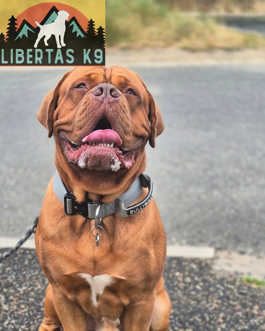 👅🐕MEET REGGIE🐕👅

We had this handsome boy come and see us for help with reactivity and loose leash walking. 

Reggie is a lovely boy, he could be defensive if someone approached and would lunge at "random" dogs. 

We got Shads out before doing anything else so we could see where the reactivity was coming from. He was unphased by Shads and wasn't bothred at all. We then had a look around various other dogs and it became apparent that he would only react if another owner was handling their dog poorly and causing their dog to posture or if the other dog reacted first. 

Reggie goes into defense as soon as he is unsure of what to do or if he feels threatened. Whilst being defensive is common in a lot of Mastiff's/dogs bred fo guard it isn't appropriate to bark and lunge in the society we live in. With Reggie this also came from lacking in confidence in various situations. 

We got to work tightening up his loose leash walking and worked around dogs to teach him how to disengage, ignore fixation from other dogs and teach him his owners would take of any situation so he didn't "need" to. 

#dogs #dogtraining #northeastdogtraining #doguedebordeauxsofinstagram #doguedebordeaux  #looseleashwalking #dogreactivity #dogsofınstagram 
#doglovers 
#libertask9