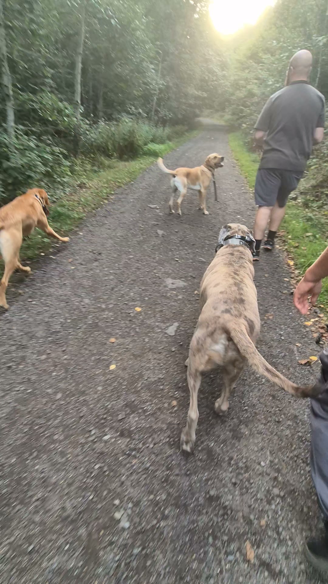 🌟🐾OFF LEASH WALK🐾🌟

These 3 were ready to put their training to the test and go off leash. They absolutely smashed it. 

Each of these dogs were reactive at one point and couldn't control their impulses. 

So proud of how far you've come. Well done guys. 

#dogs #dogtraining #northeastdogtraining #looseleashwalking #dogreactivity #dogsofınstagram 
#doglovers 
#libertask9