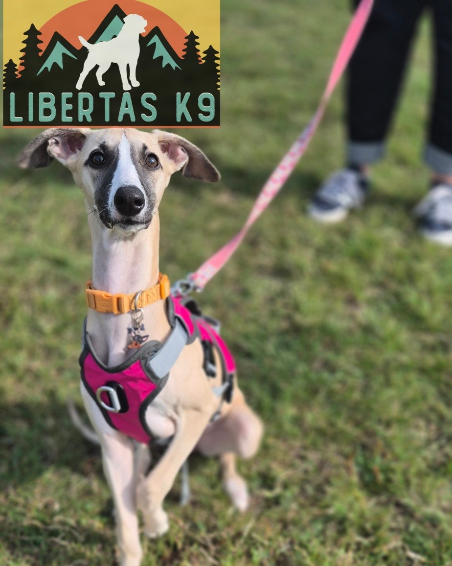 🐾🐕MEET IRIS🐕🐾

We had this lovely girl come and see us. Her owner signed her up to our Puppy Package to iron out a few minor bits they were struggling on and to get the best out of her. 

During the session we covered how to correctly socialise her, leash pressure in preparation for teaching her to walk at heel, focus on her owners and how to build a better relationship.

Iris is a really sweet girl and will be lots of fun to train. 

#dogs #dogtraining #northeastdogtraining #looseleashwalking #puppytraining #whippet  #dogsofınstagram 
#doglovers 
#libertask9