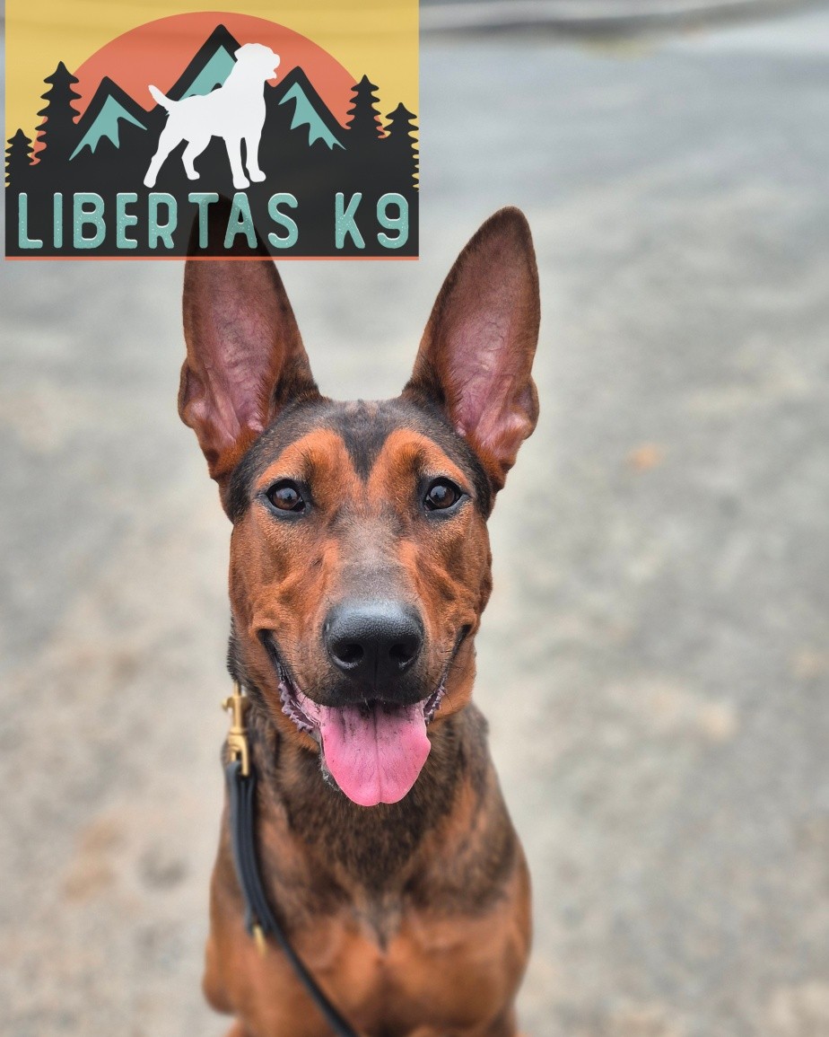 🐶👅MEET ZELDA👅🐶

We had this beautiful girl come and see us for help with general obedience and dog reactivity. 

Zelda's owner has previous worked with us with another dog so has some great foundations in already but was struggling with how she behaved around other dogs.

When we got Shads out you could see she just didn't really know what to do and any pressure on the lead was triggering her. We stripped it right back and taught her how to make good choices on her own and in no time she was walking past various dog unbothered. 

Her owner said she wasn't as keen on playing as his other girl so we had a look at that and she has a great play drive but plays differently than the other dog so after going through some different play styles she was loving it. This can be used to build a better relationship, use in training and above all just for more fun. 

We will be working on building her obedience and getting everything nice and punchy as we progress through the Liberty Package.

#dogs #dogtraining #northeastdogtraining #looseleashwalking #dogreactivity #dogsofınstagram 
#doglovers 
#libertask9