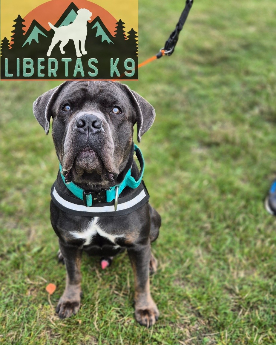🐕🌊MEET OCEAN🌊🐕

We had this gorgeous boy come and see us for help with loose leash walking, dog reactivity and recall.

Ocean is a really sweet friendly boy but is too friendly. When seeing a dog he would be desperately try and engage in play with the other dog. He pulled like a train and his recall around distractions needs work. 

We started off by getting his lead walking up to scratch by teaching leash pressure and teaching him where and how he should walk. 

We then got Shads out to work around and taught him how to disengage from him and pay attention to his owner. 

Once the foundations are in we will then work on building neutrality around other dogs and recall. 

#dogs #dogtraining #northeastdogtraining #canecorso #canecorsoofinstagram  #looseleashwalking #dogreactivity #dogsofınstagram 
#doglovers 
#libertask9
