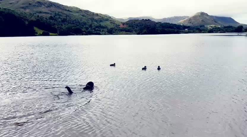 🦈🐕SHADS AKA JAWS🐕🦈

Shads having fun on our holidays. 

No other words needed 😂

#dogs #dogtraining #northeastdogtraining #looseleashwalking #dogreactivity #dogsofınstagram 
#doglovers 
#libertask9