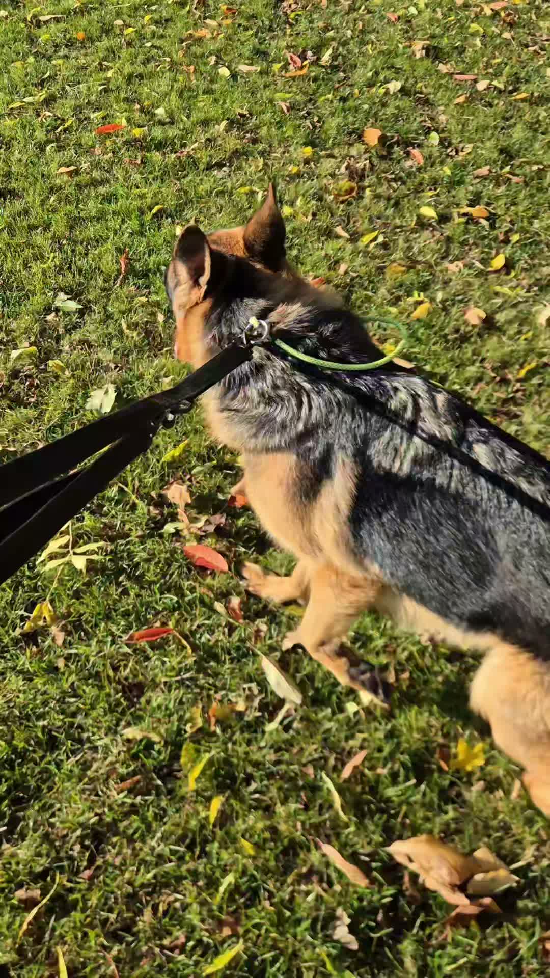 🐾⭐️MICHA'S DAY TRAIN - MORNING⭐️🐾

We had the lovely Micha in for day training. She came in pulling on the lead, full of frustration, nervous, stressed, reacting to dogs and people. 

The first video is the start of the day. If she saw and dog or person in this head space she would 100% kick off. 

We started the morning off by simply playing, giving her chance to settle and having fun. 

Next we went for walk, giving her chance to take in her surroundings, relax and then we started on the loose leash walking. 

From there she was a lot calmer so we went to work around dogs, people and because she was in a much better head space, no kick offs. 

She showed a nice level of interest in some people we were walking next too so allowed a calm meet and greet. This really helped build her confidence as she stopped eyeballing people after this. 

She then went and had a rest to take it all in before we started the afternoon.

Afternoon videos to follow. 

When dealing with a dog like Micha it is so important to be calm, keeping your own energy nice and low and walking like there isn't a problem. 

She needs her confidence building and getting her head in the right place before tackling things she is unsure of. 

Distracting with food, correcting the hell out of her or reacting before she reacts just isn't going to work. 

#dogs #dogtraining #northeastdogtraining #germanshepherd  #germanshepherdsofinstagram  #looseleashwalking #dogreactivity #dogsofınstagram 
#doglovers 
#libertask9